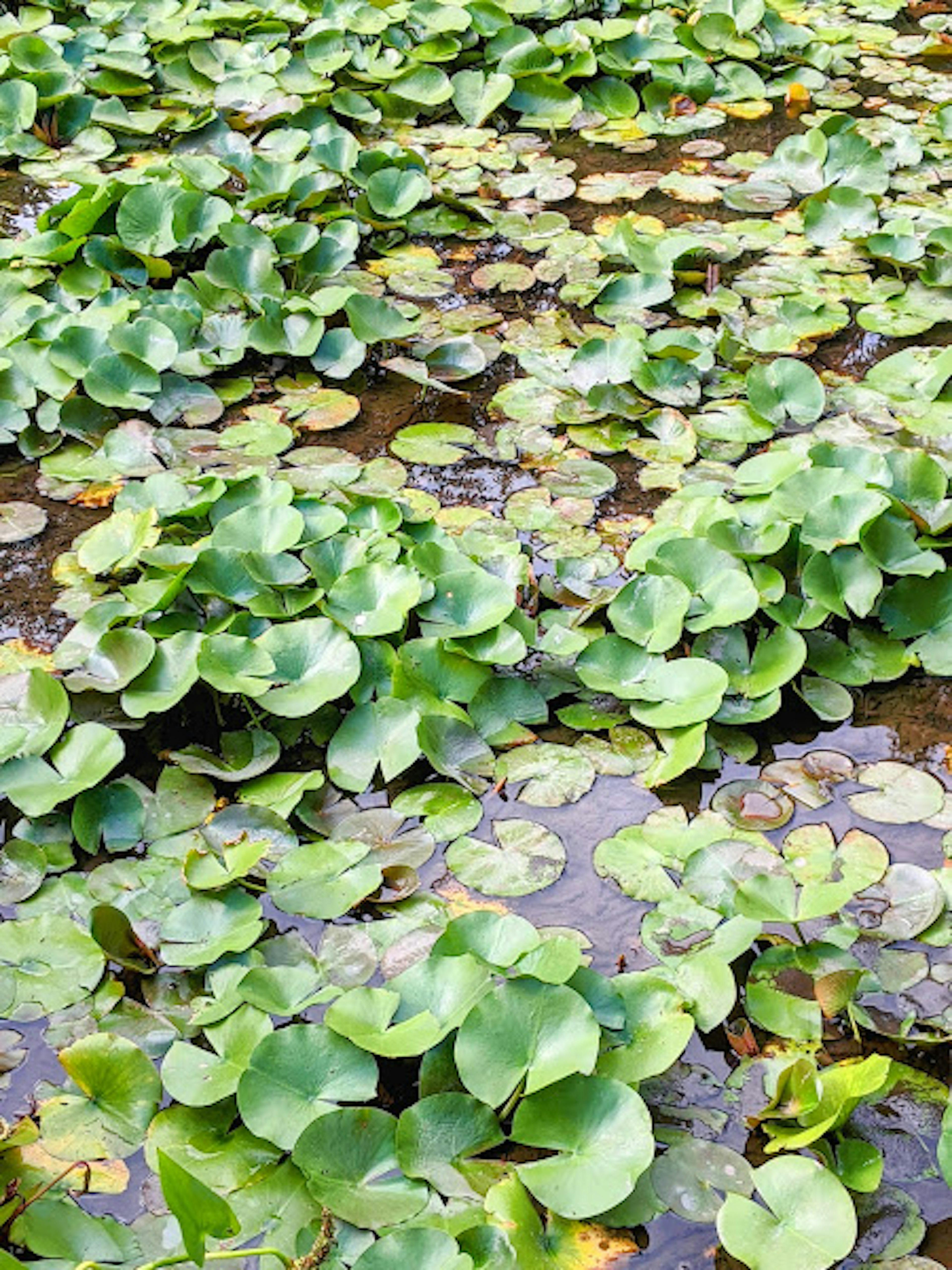 수면에 펼쳐진 녹색 수련 잎