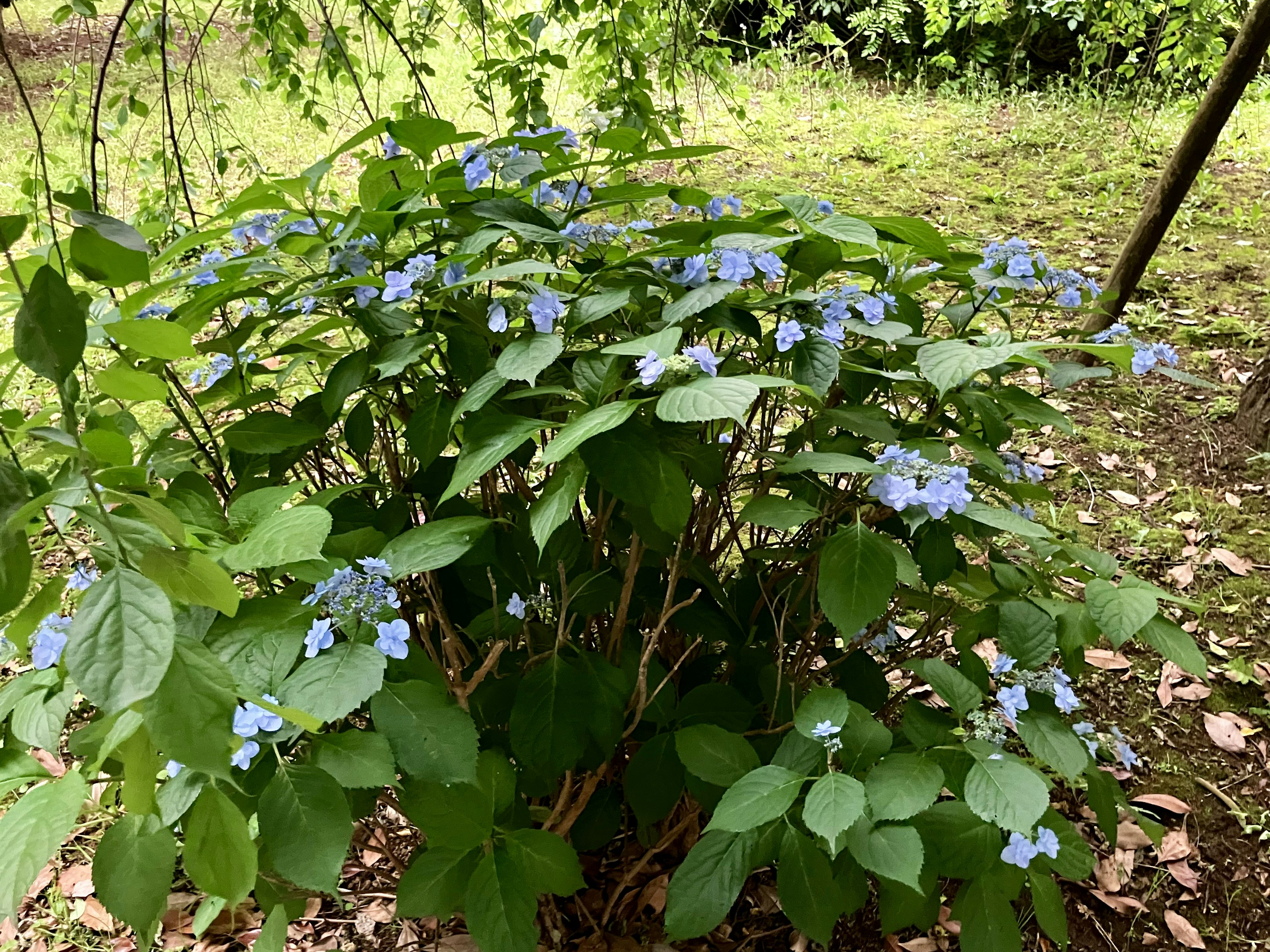 Cespuglio con fiori blu e foglie verdi