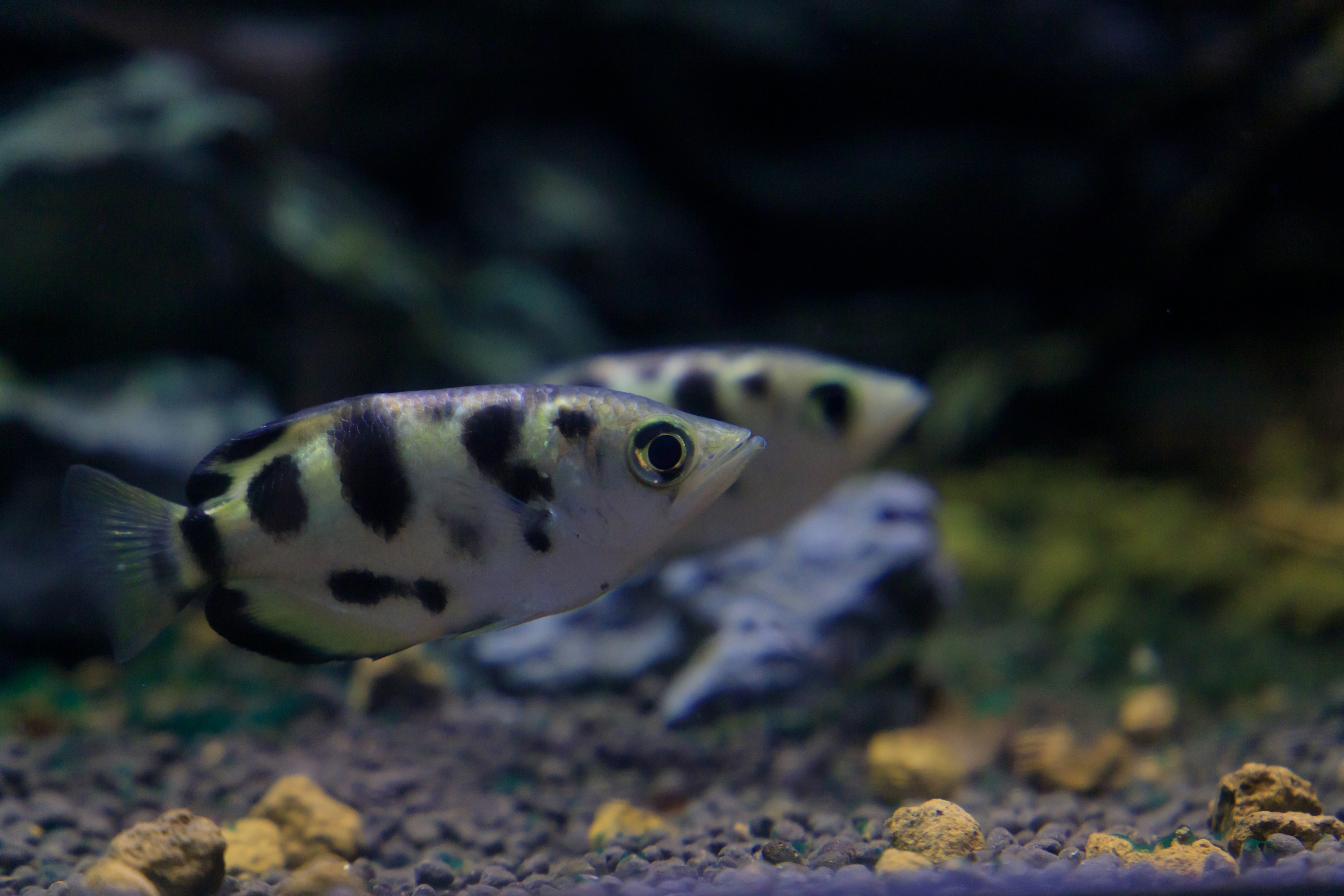 在水族箱中游泳的斑點魚