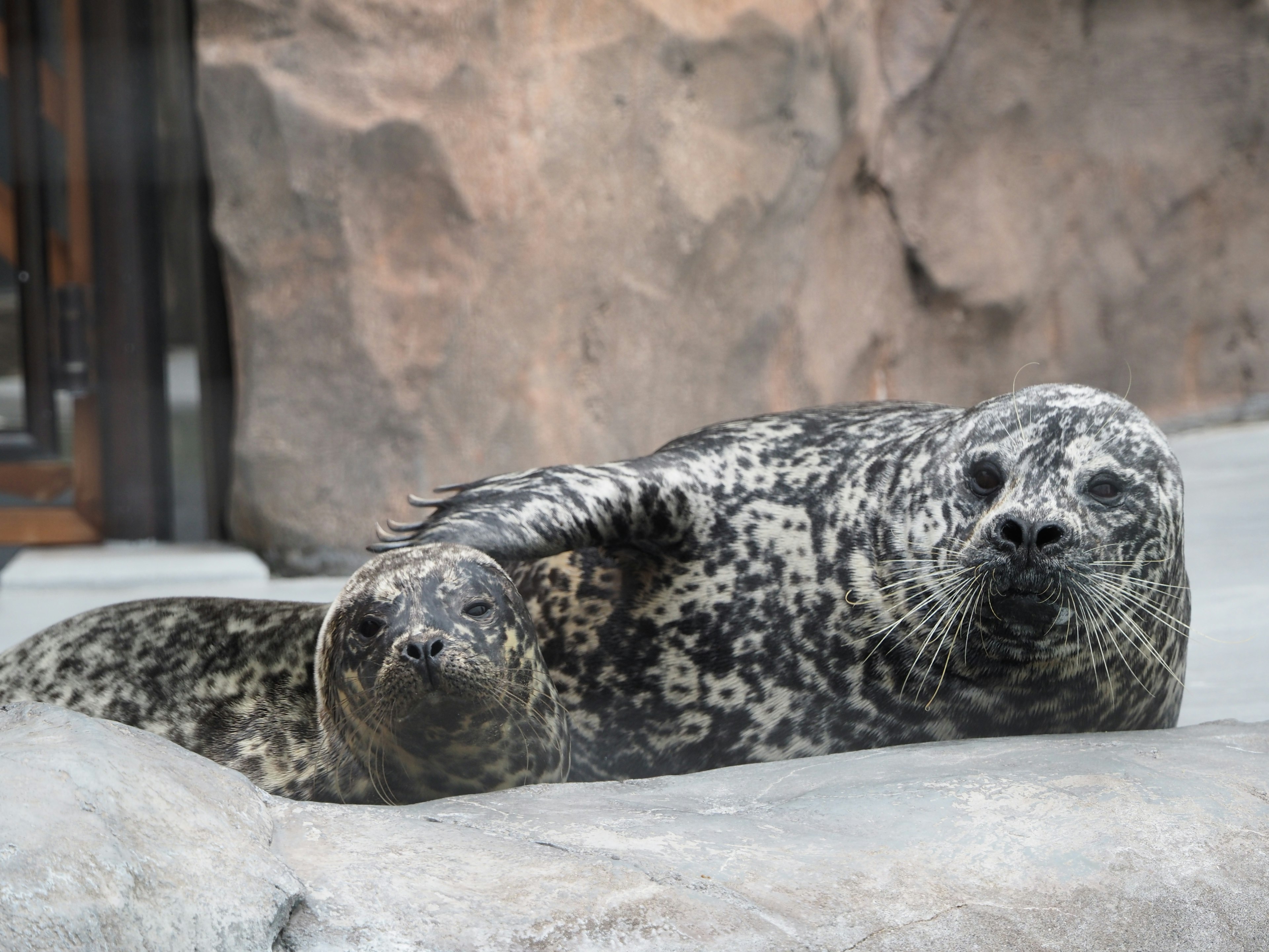 Two seals relaxing on a rock surface