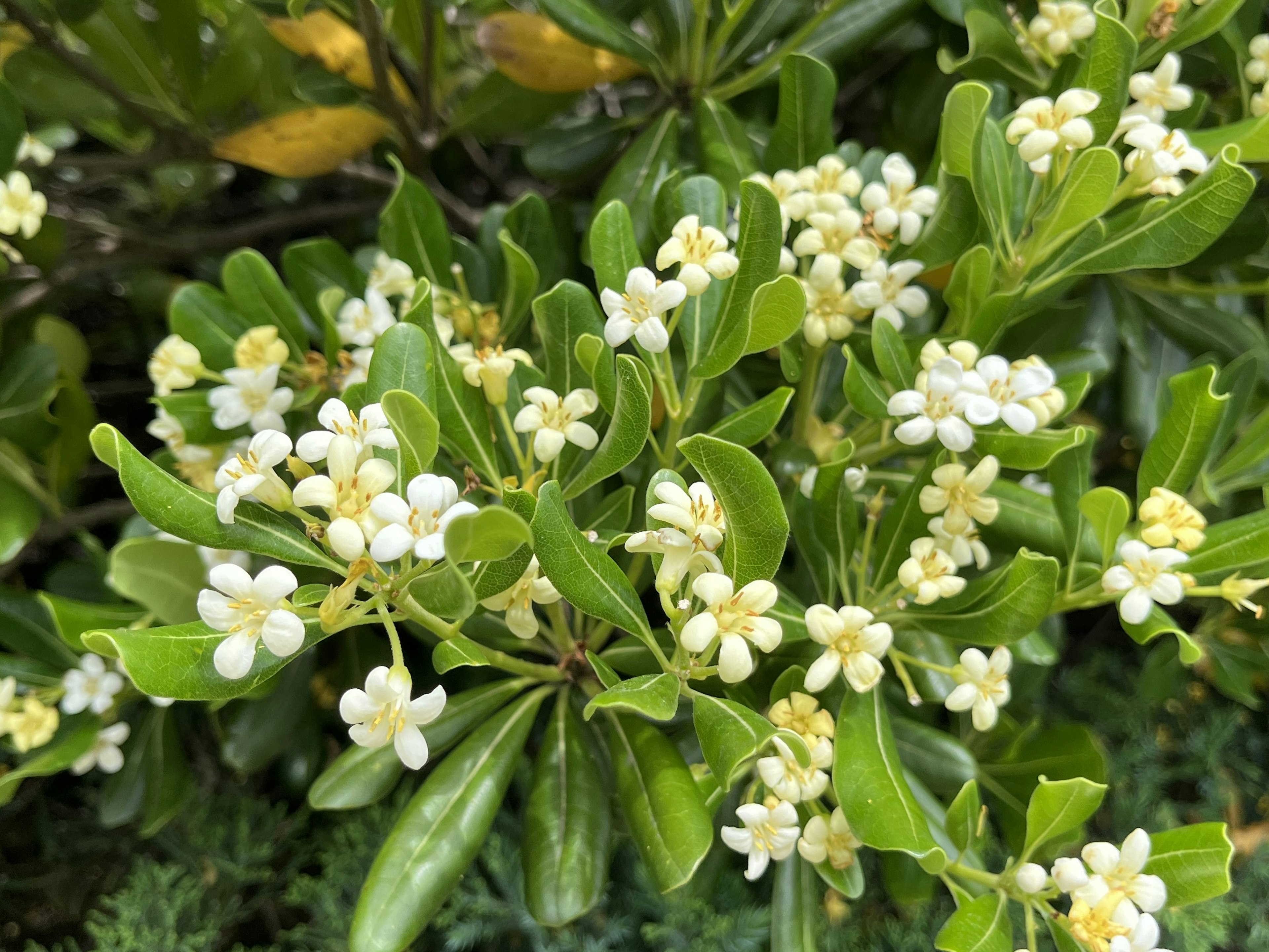 特寫植物，白色花朵和綠色葉子