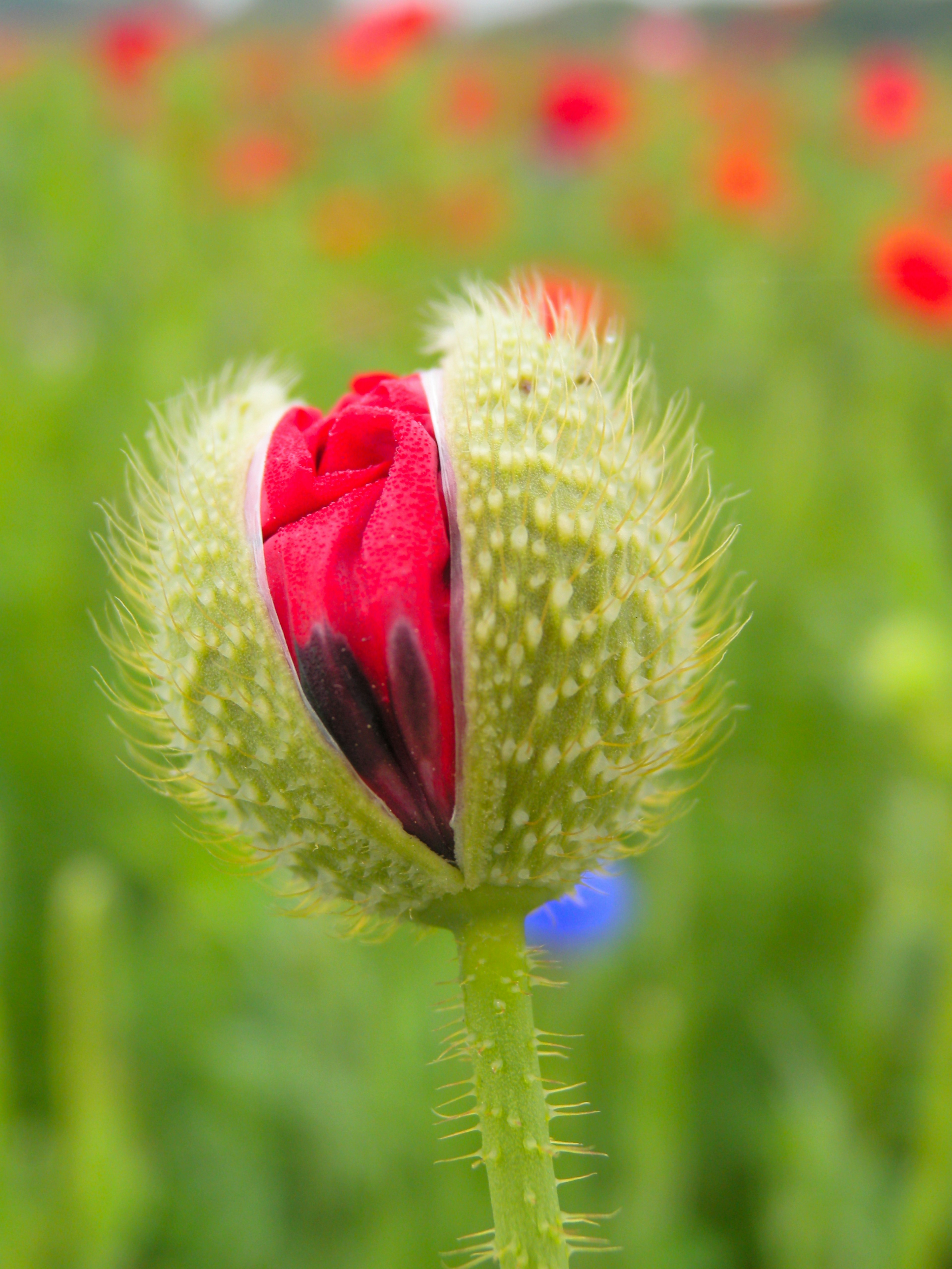 Un bocciolo di papavero con petali rossi che emergono circondato da erba verde e altri fiori in fiore