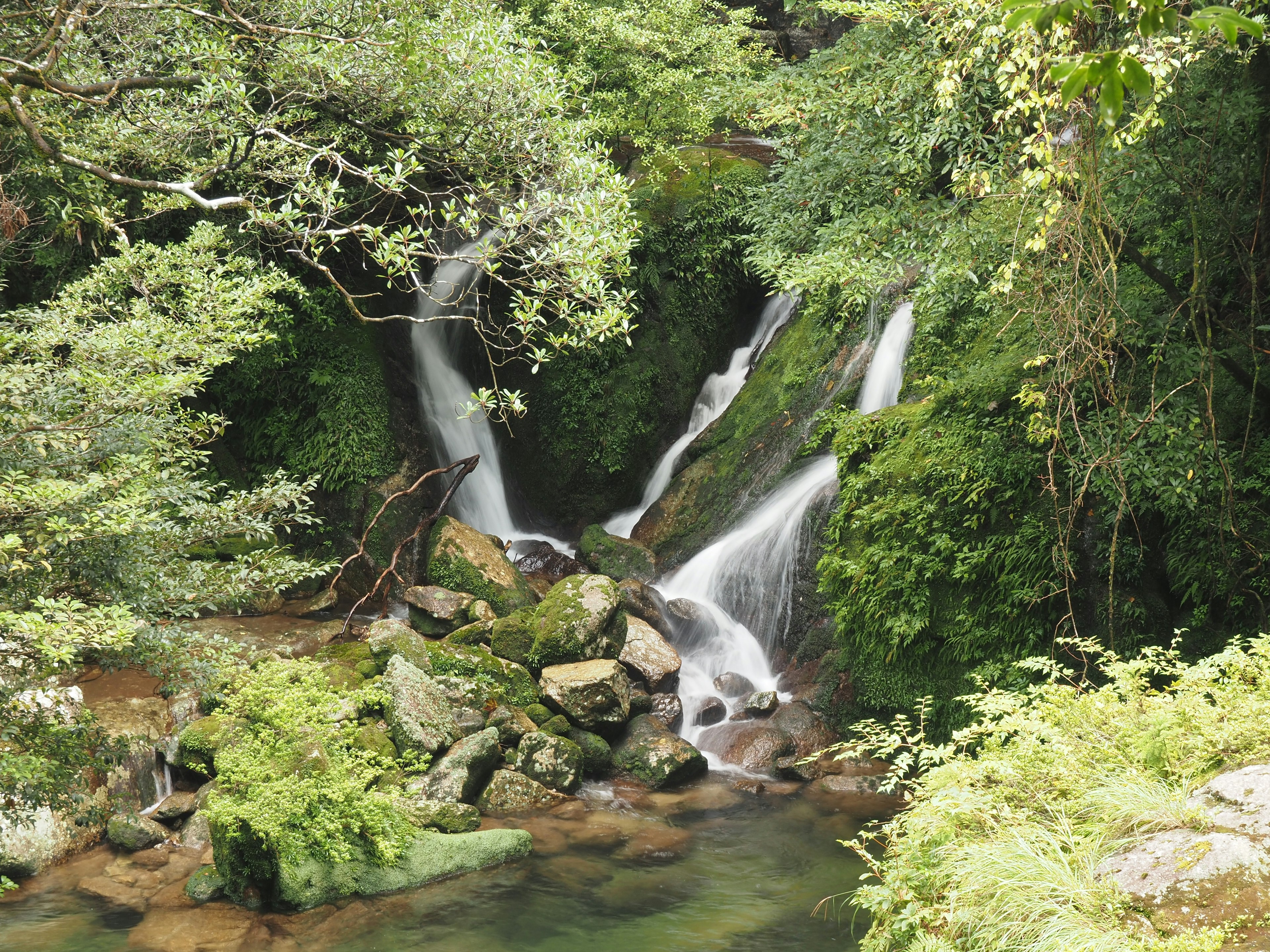 Wasserfall, der durch einen üppigen grünen Wald mit klarem Wasser fließt