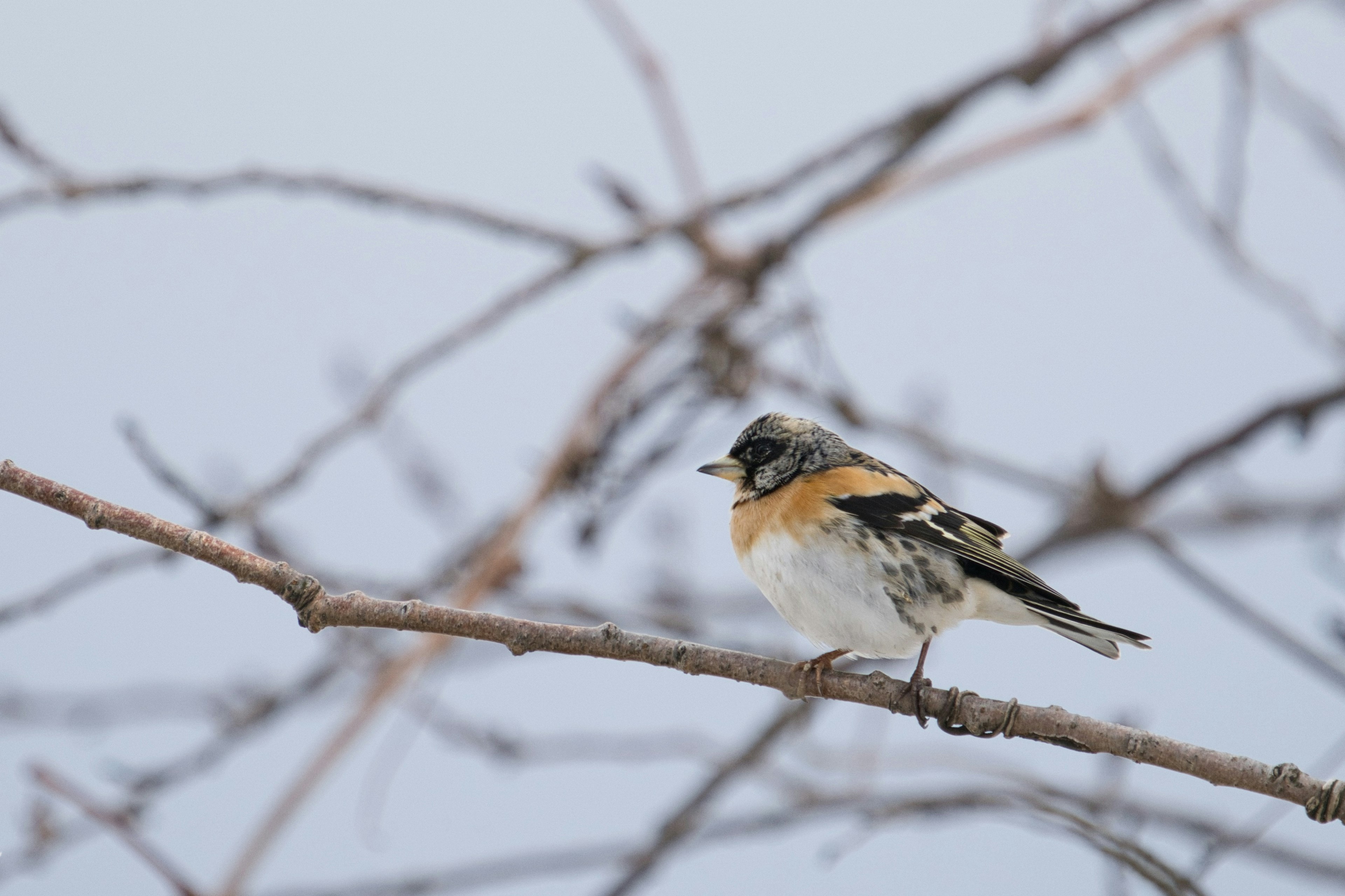 Un petit oiseau perché sur une branche dans la neige