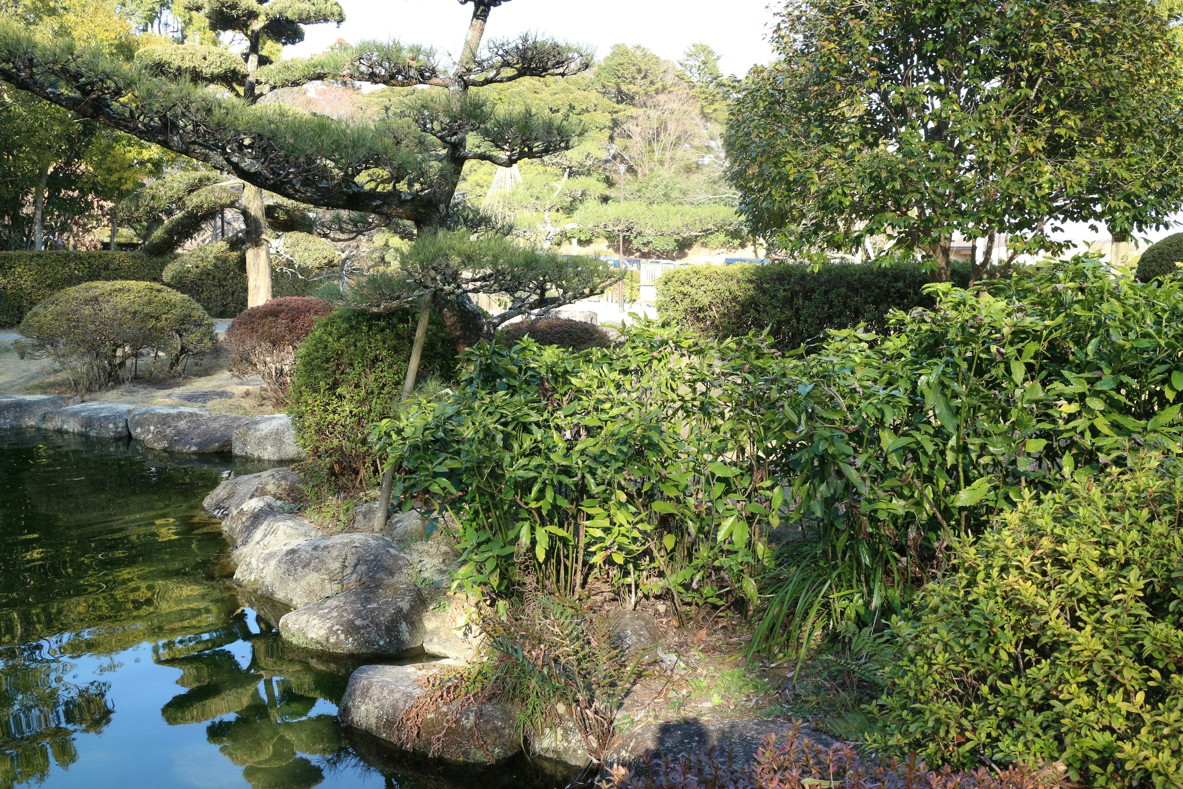 Lush greenery and rocks near a tranquil Japanese garden pond