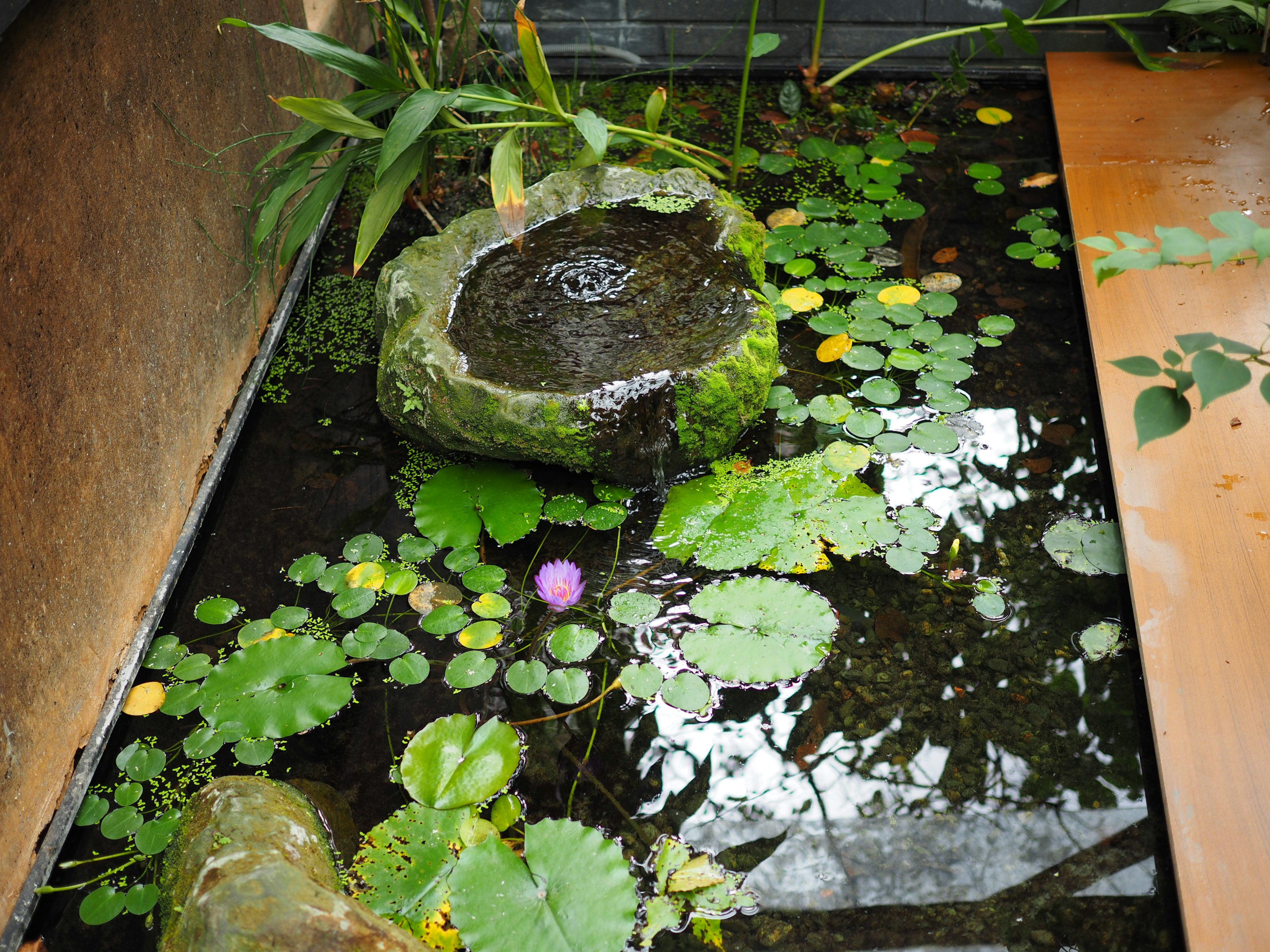 A tranquil pond featuring a stone fountain surrounded by green lily pads