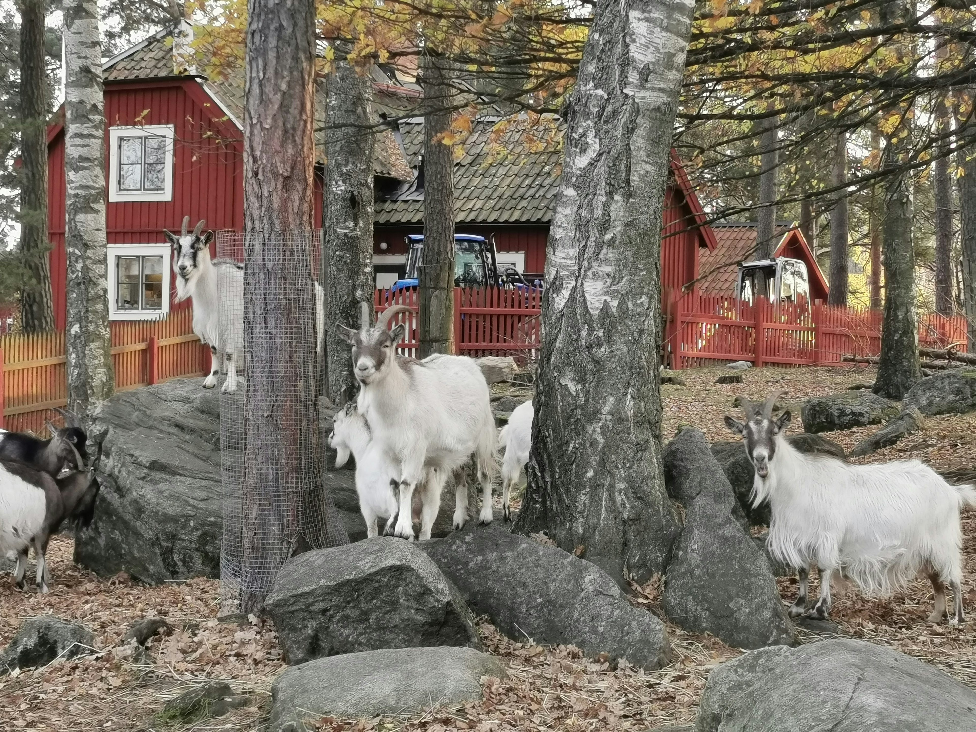 Autumn landscape with goats and a red cabin