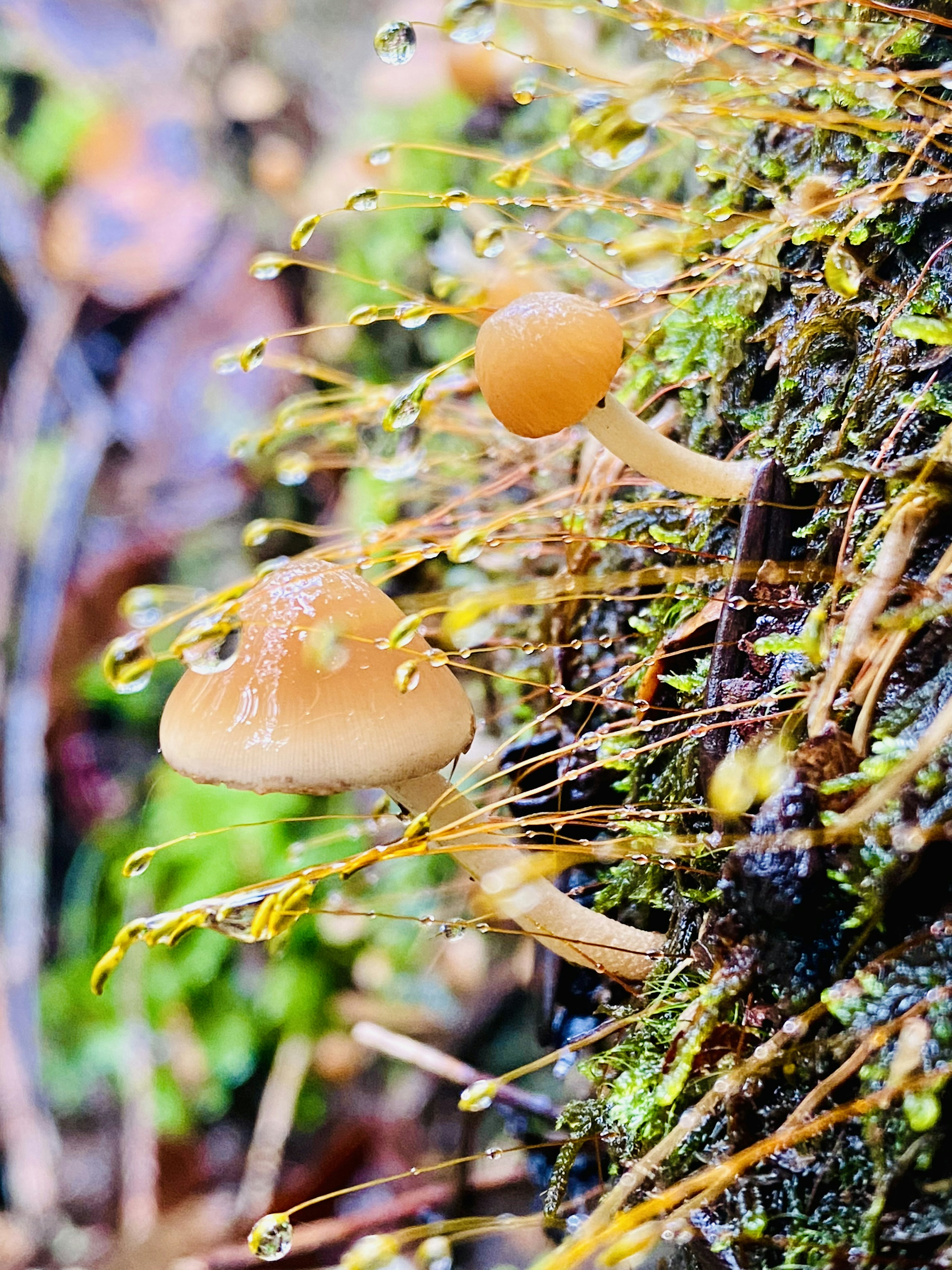 Small orange mushrooms growing on a wet tree trunk with green moss