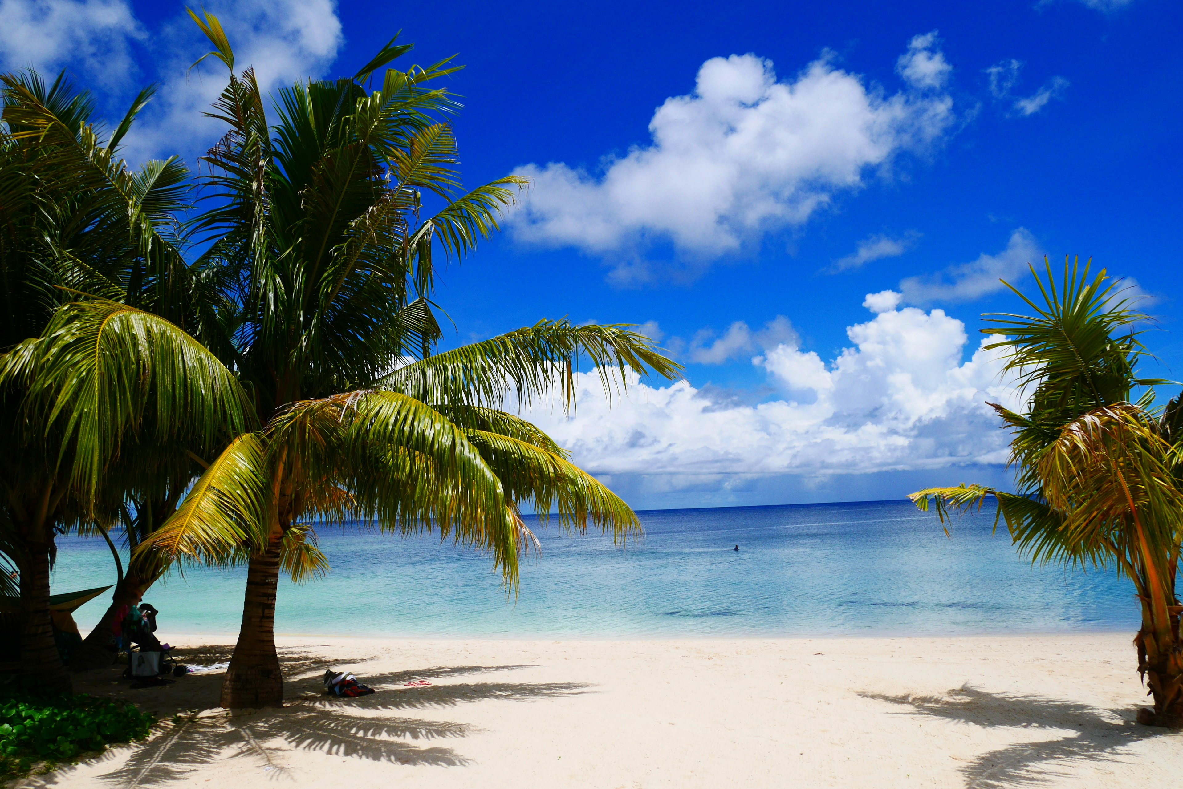 A beach scene with palm trees under a bright blue sky