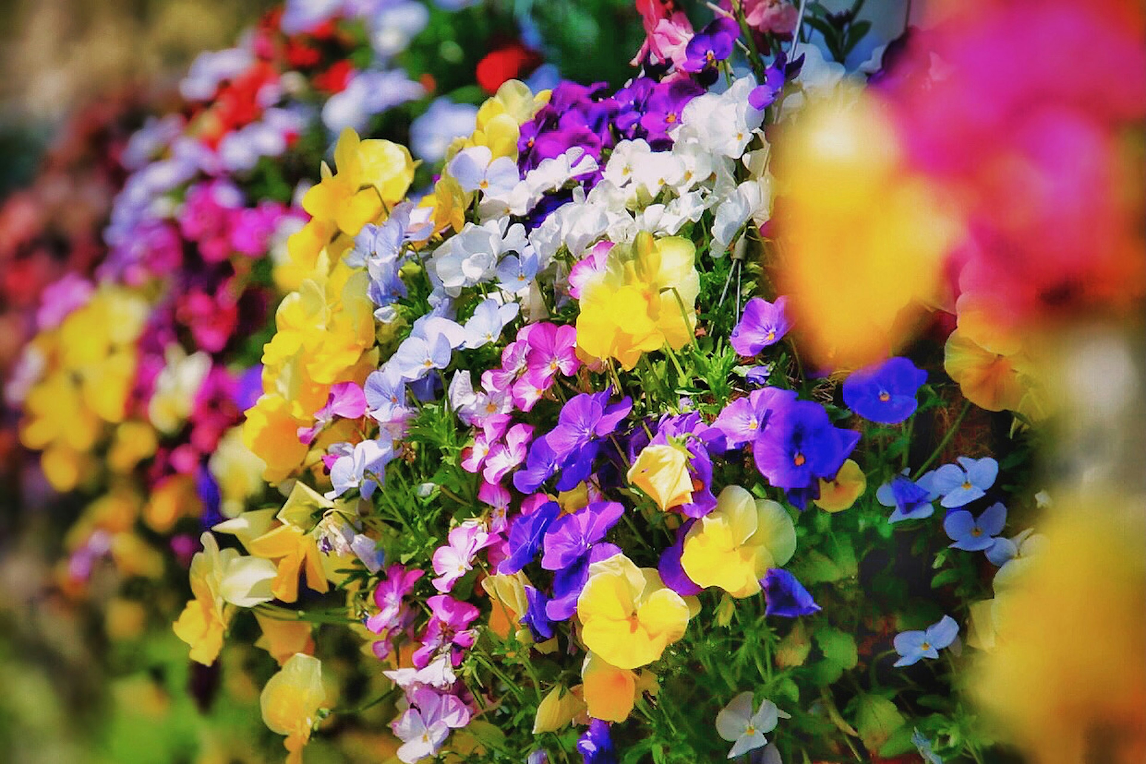 色とりどりの花が咲き乱れる美しい庭の風景