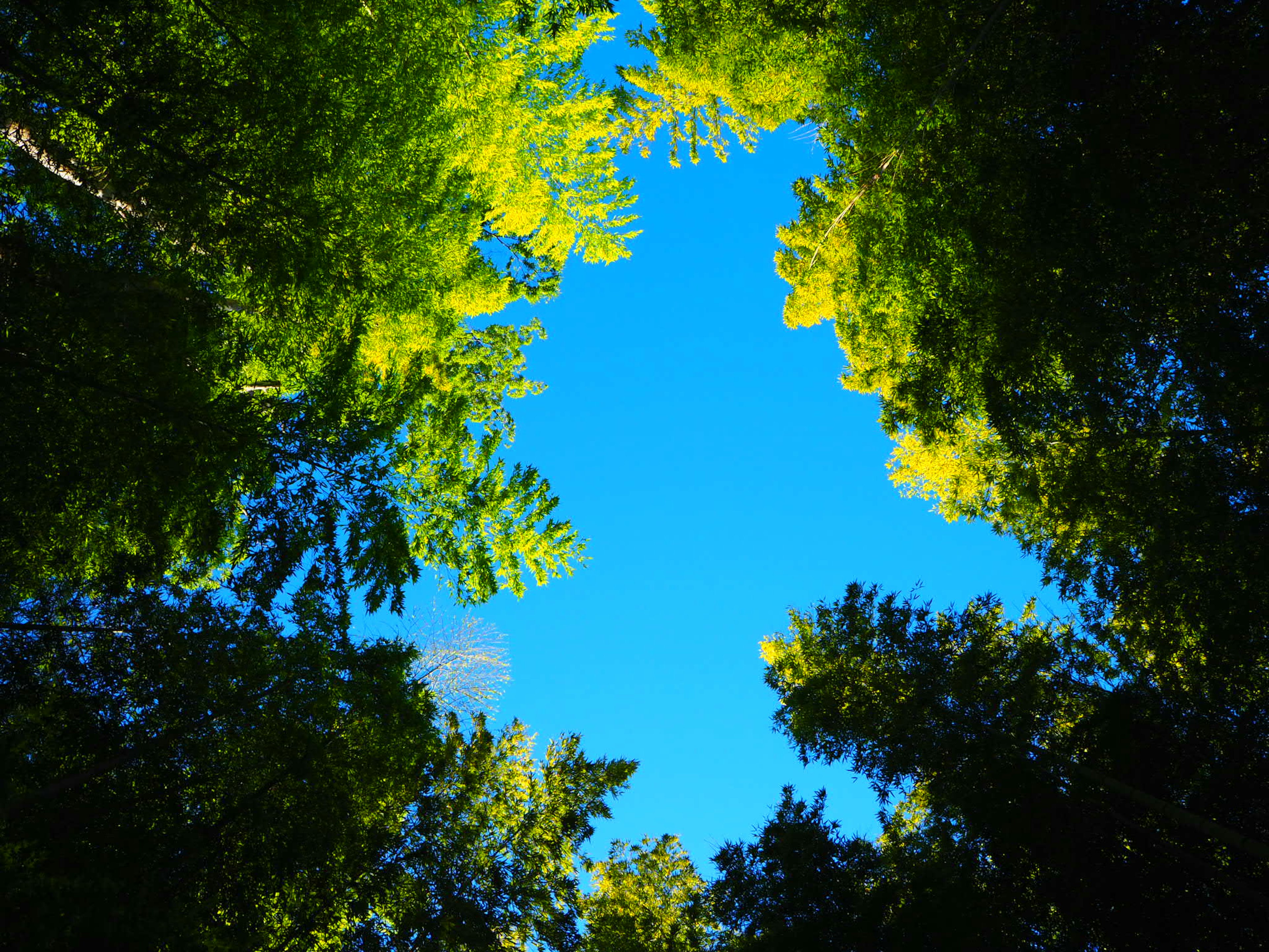 View of lush green trees against a blue sky from below