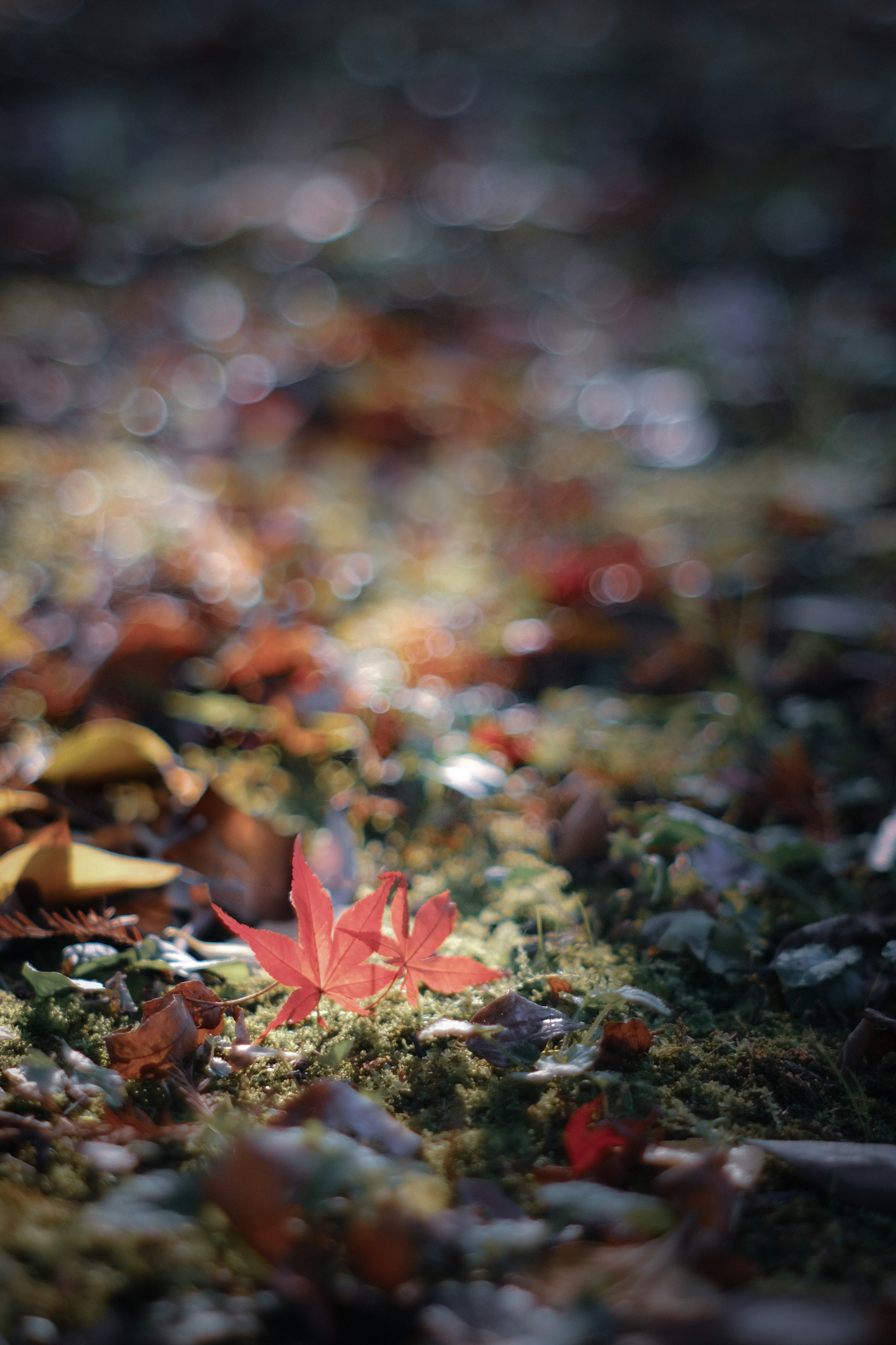 A vibrant red leaf resting on green moss surrounded by fallen leaves