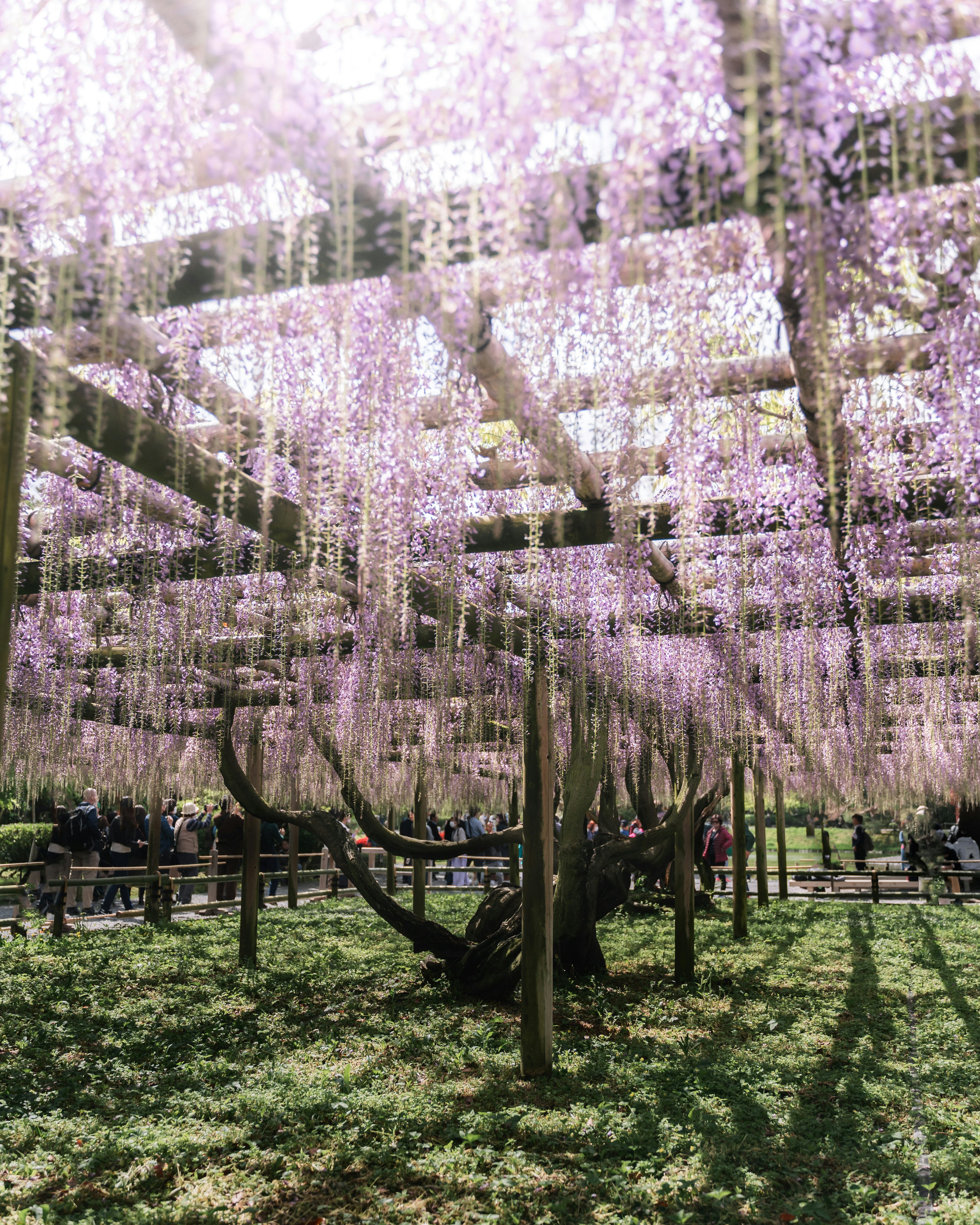 Bellissimo scenario di fiori di glicine che pendono con erba verde