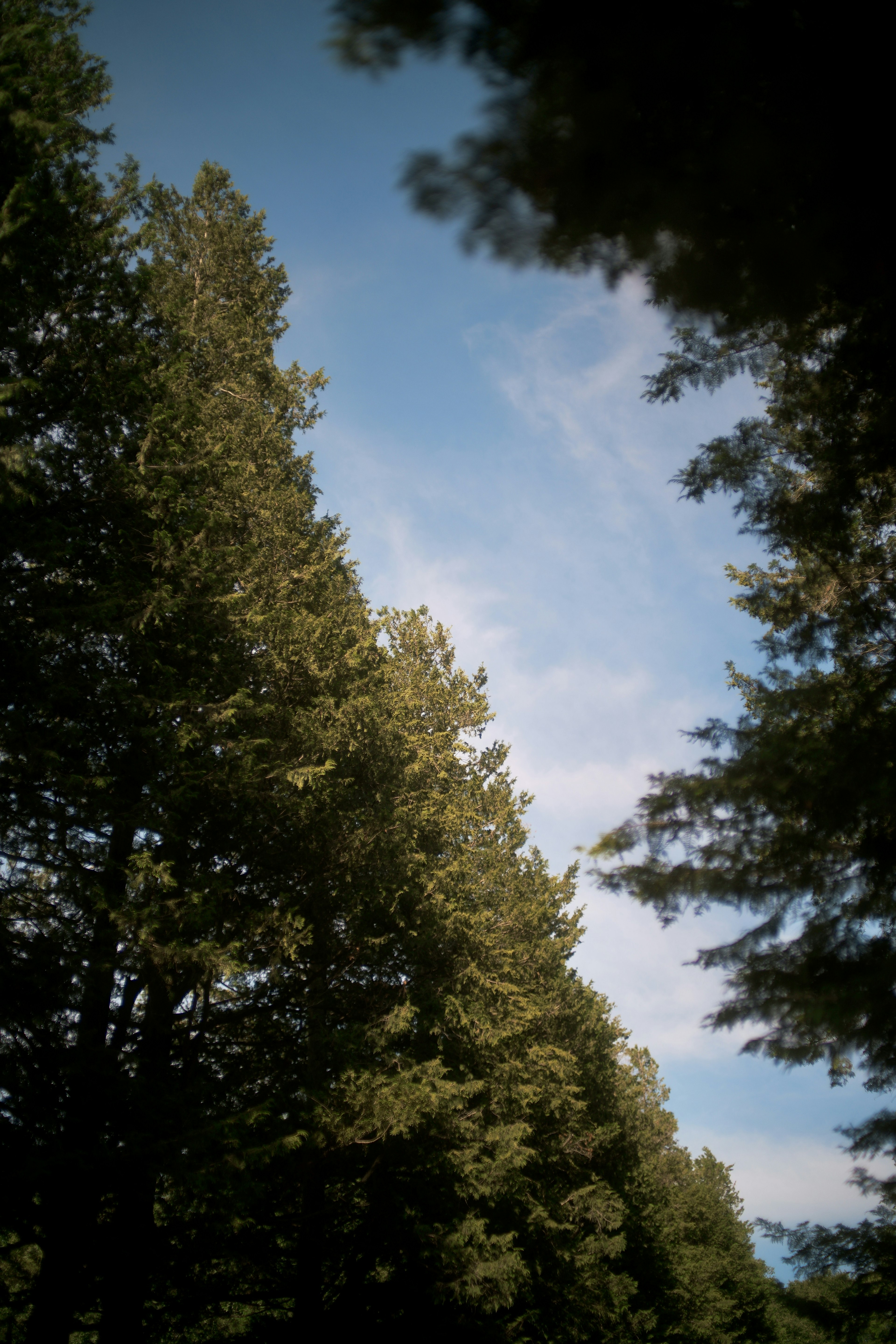 青空と緑の木々の風景