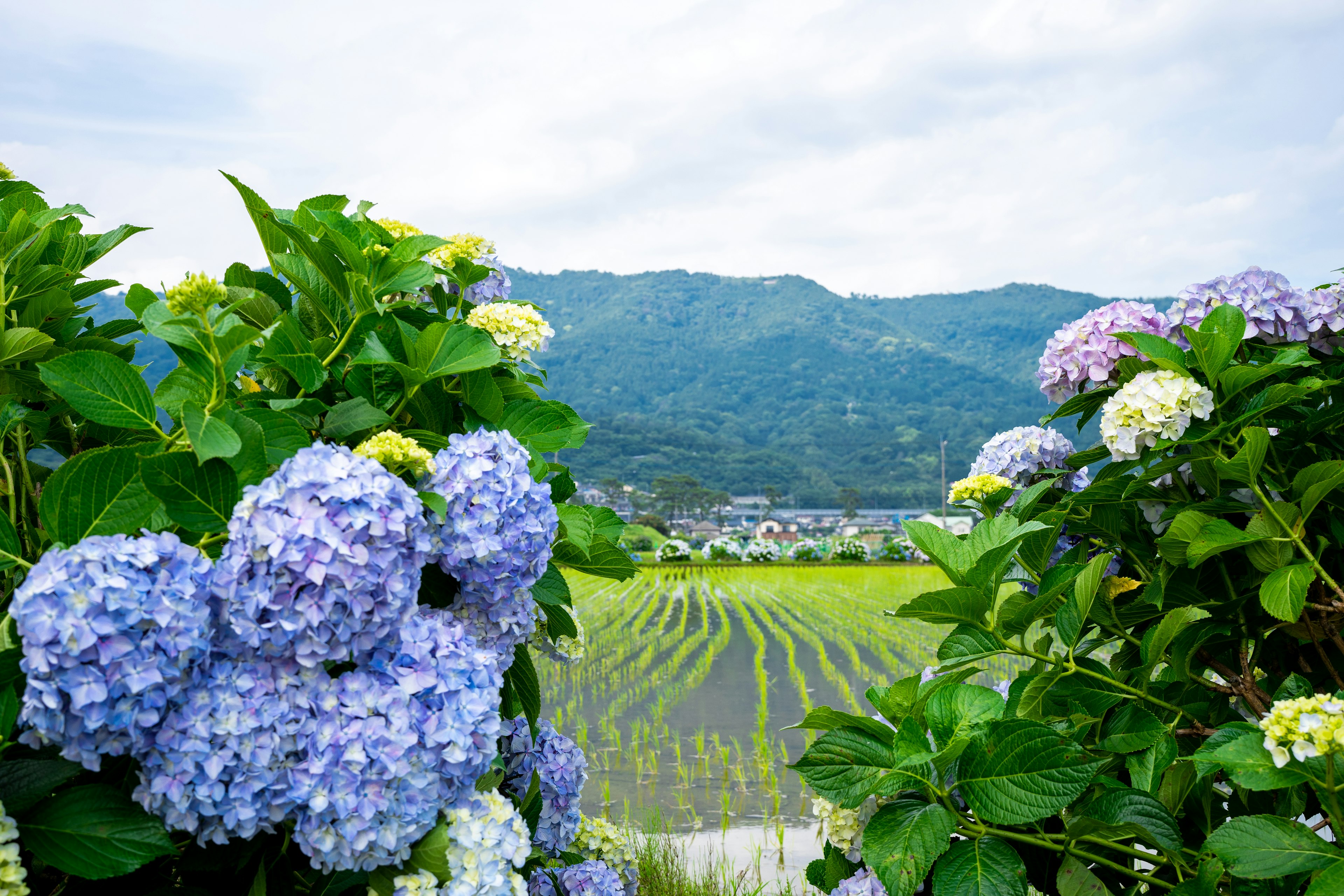 ดอกไฮเดรนเยียบานสะพรั่งพร้อมทิวทัศน์ของนาขั้นบันไดและภูเขา