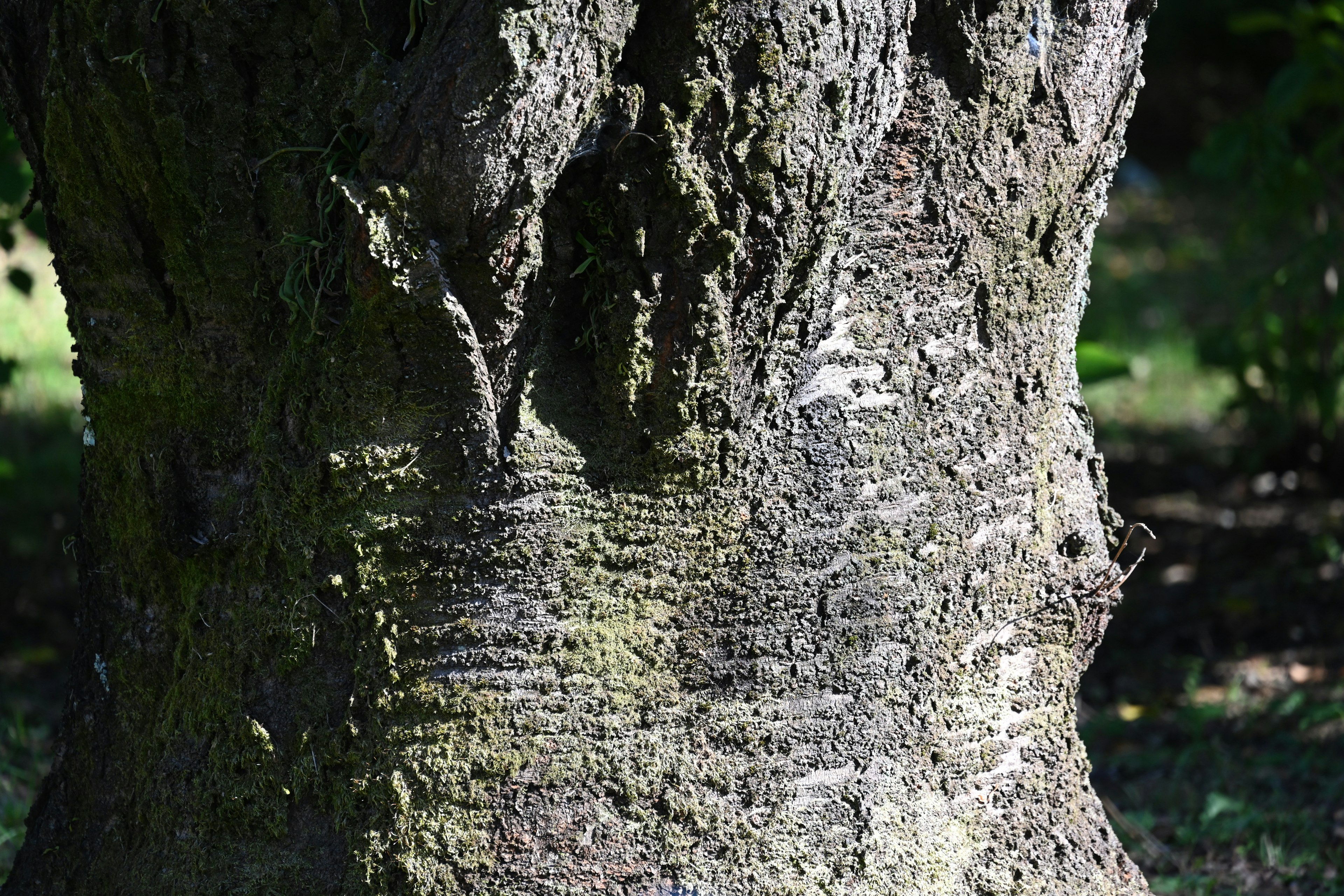 Close-up of a tree trunk showing intricate texture and patterns