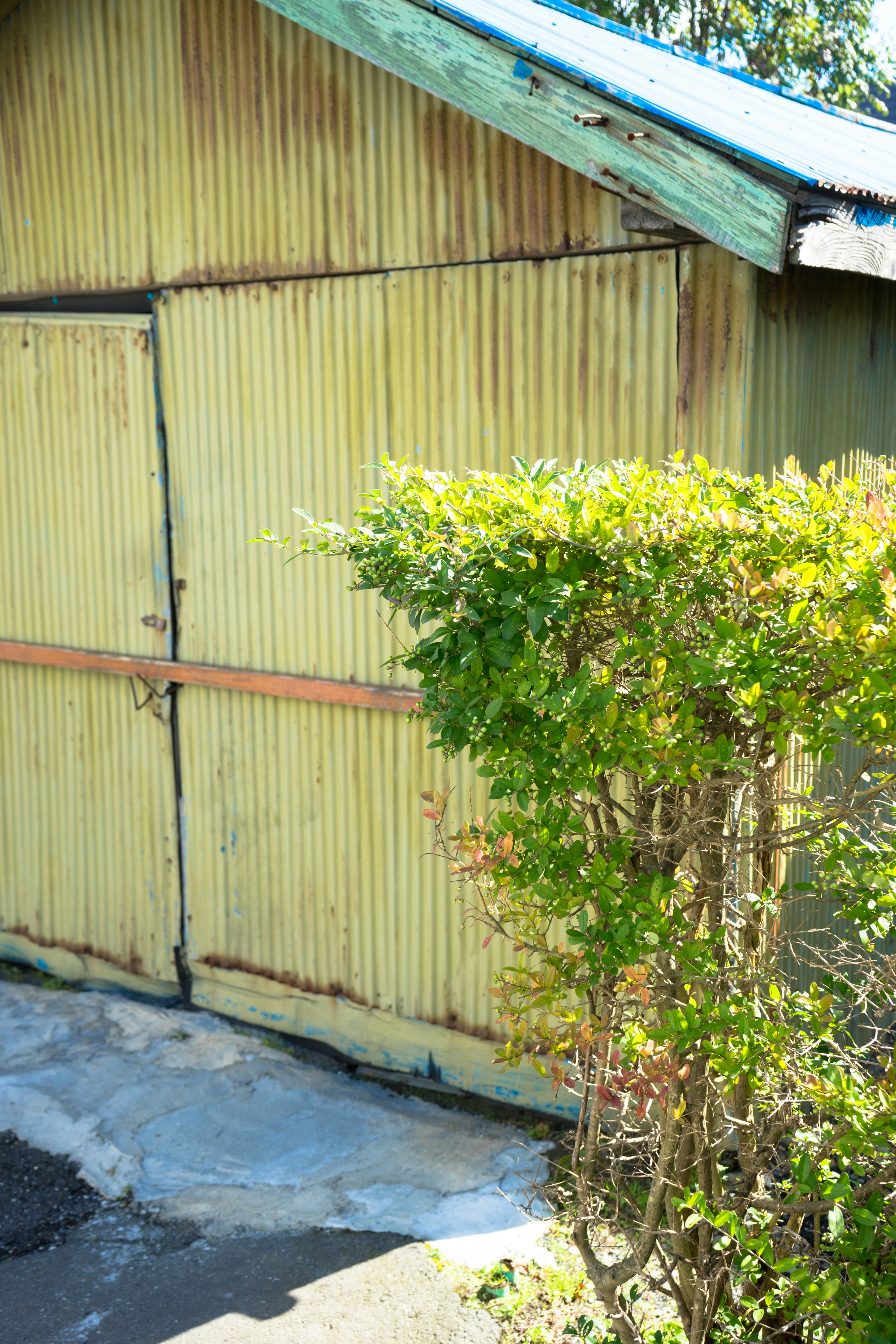 緑色の屋根を持つ古い金属製の小屋とその前の生垣