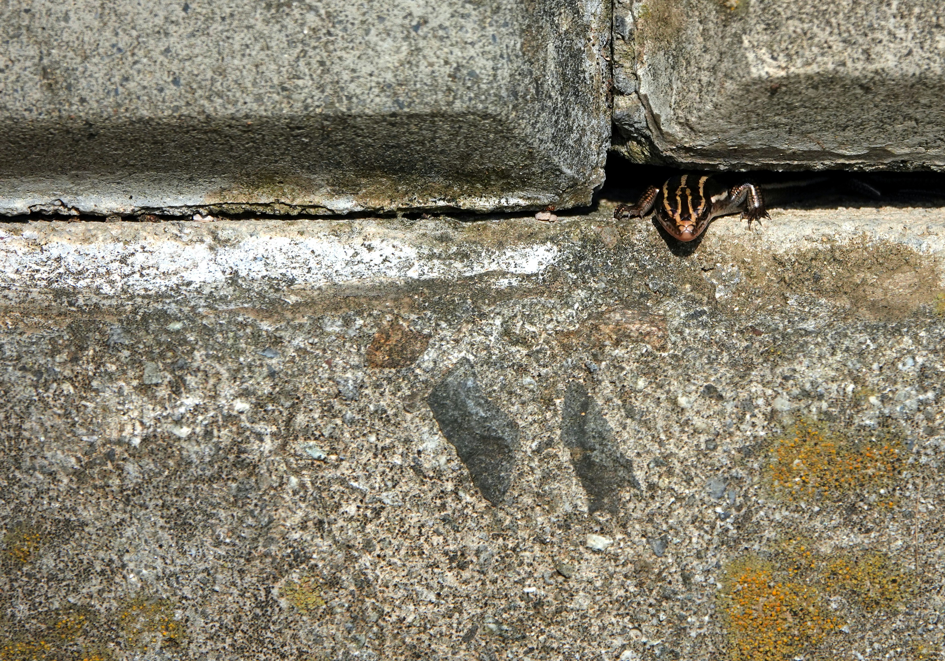 Small creature peeking out from a gap in concrete