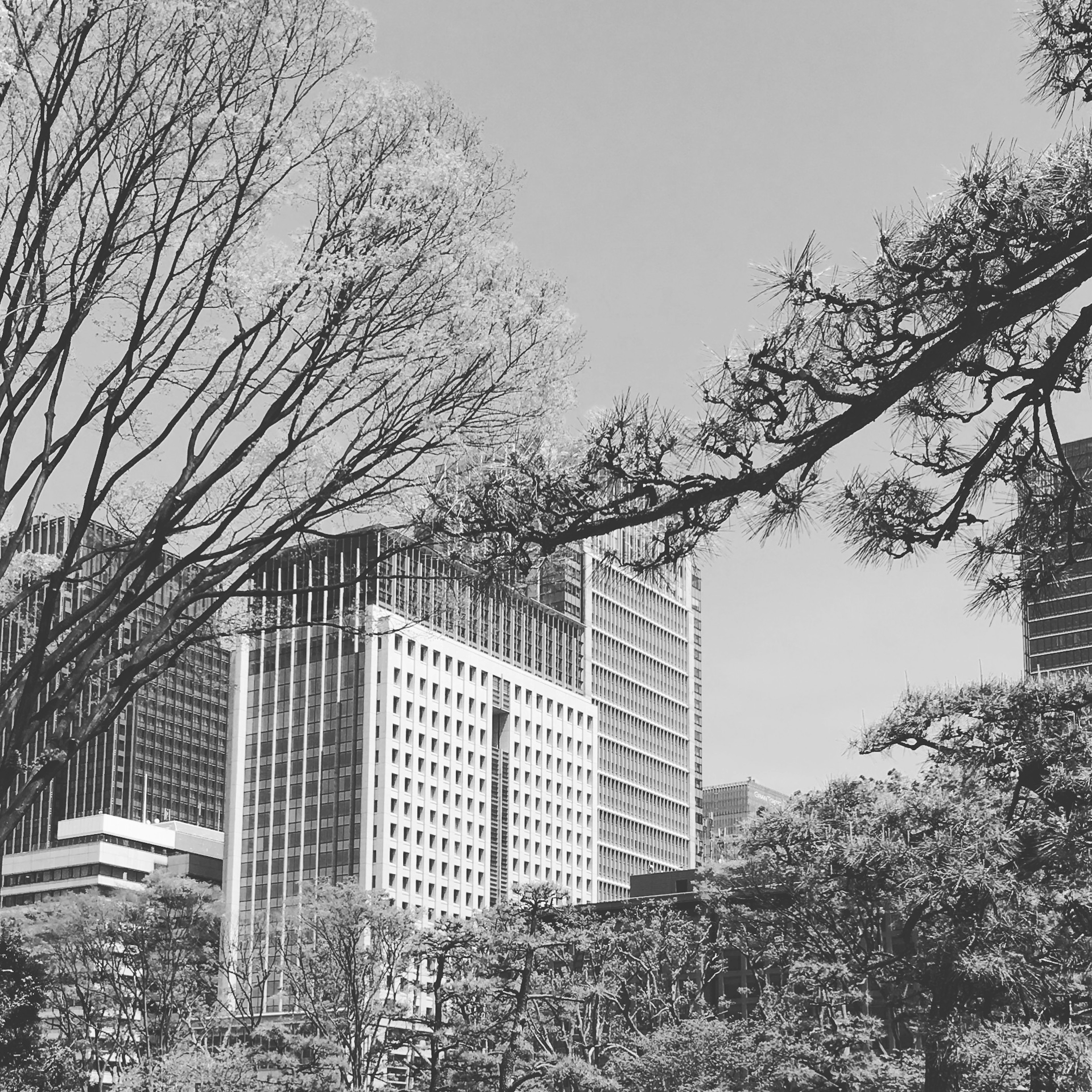 Black and white urban landscape featuring skyscrapers and trees