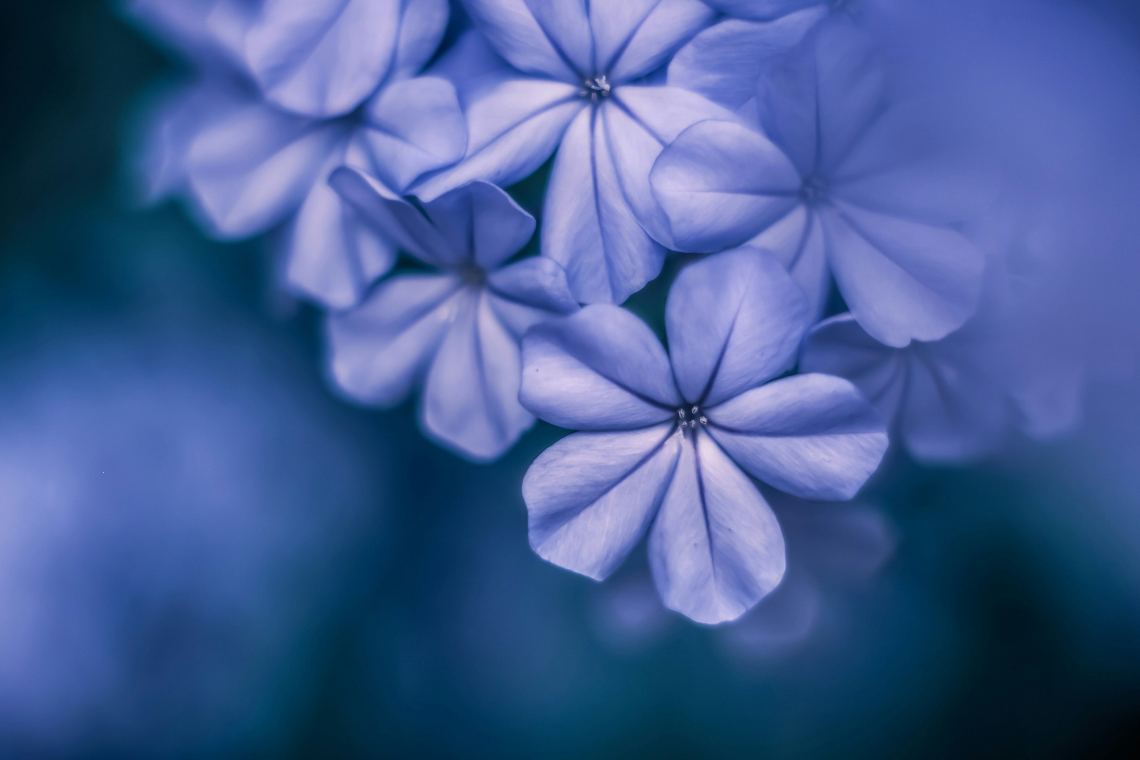 Primo piano di fiori blu delicati con petali morbidi