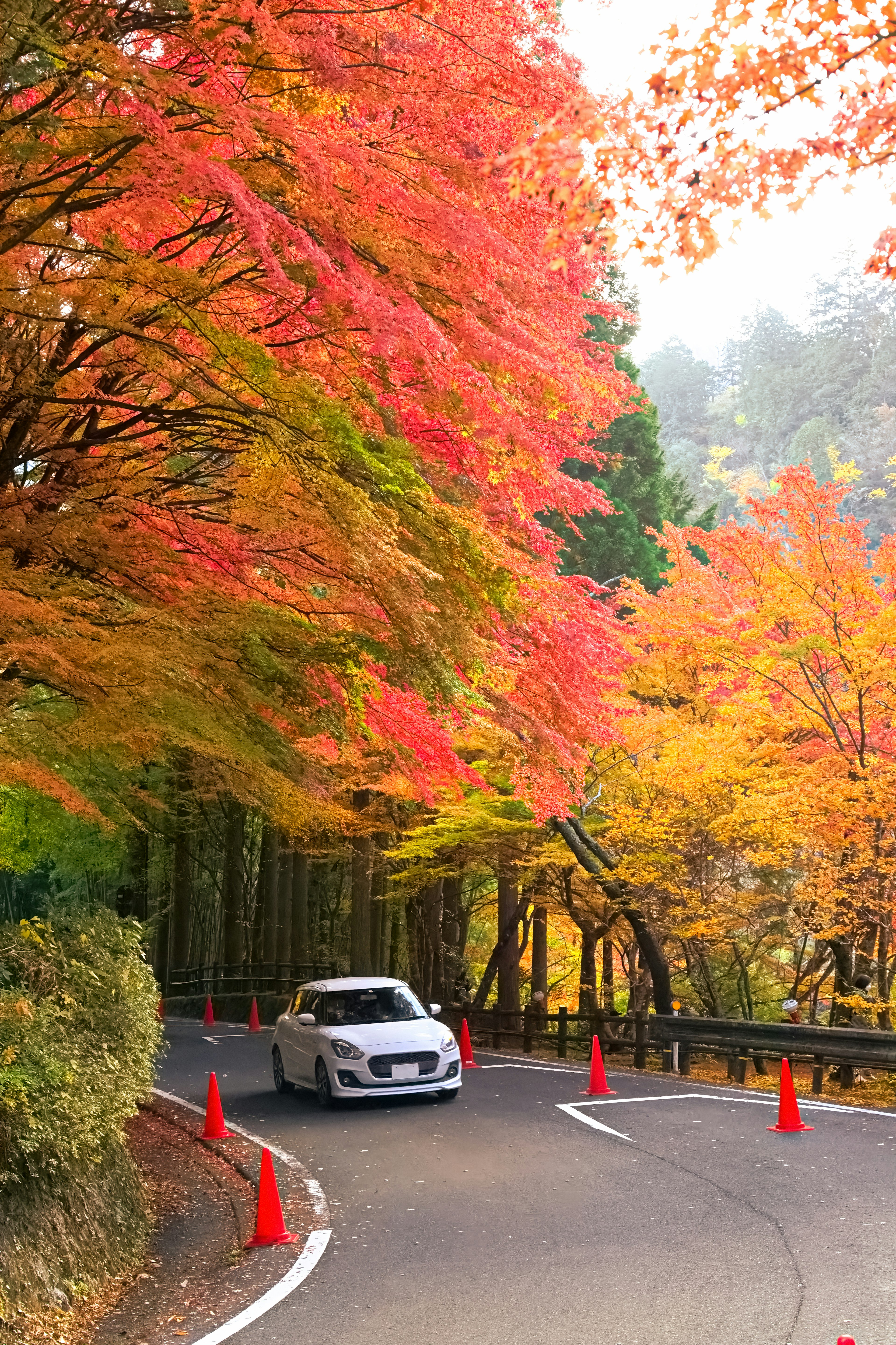 Un coche blanco conduciendo por una carretera sinuosa rodeada de hermosas hojas de otoño