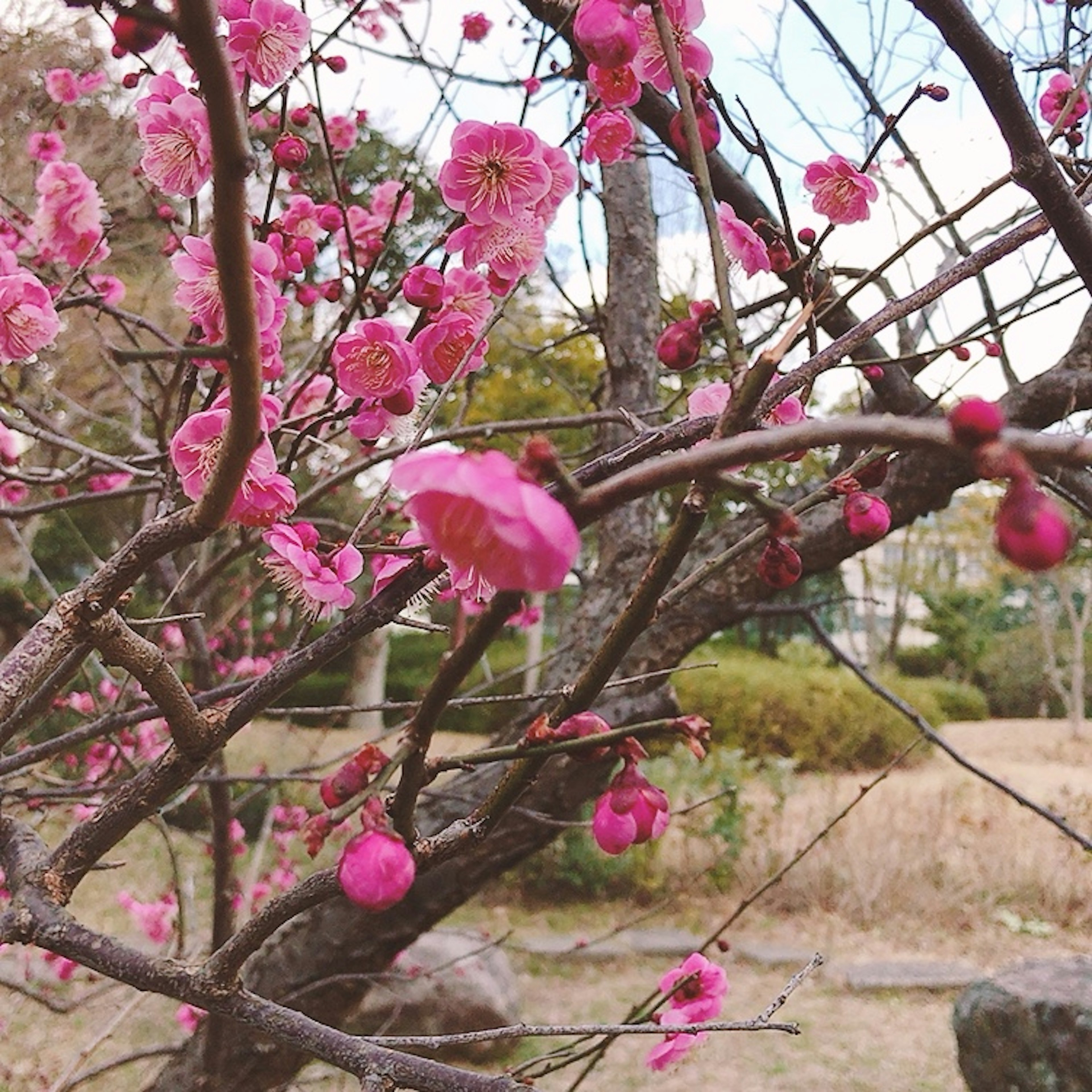 ピンクの梅の花が咲く木の枝のクローズアップ