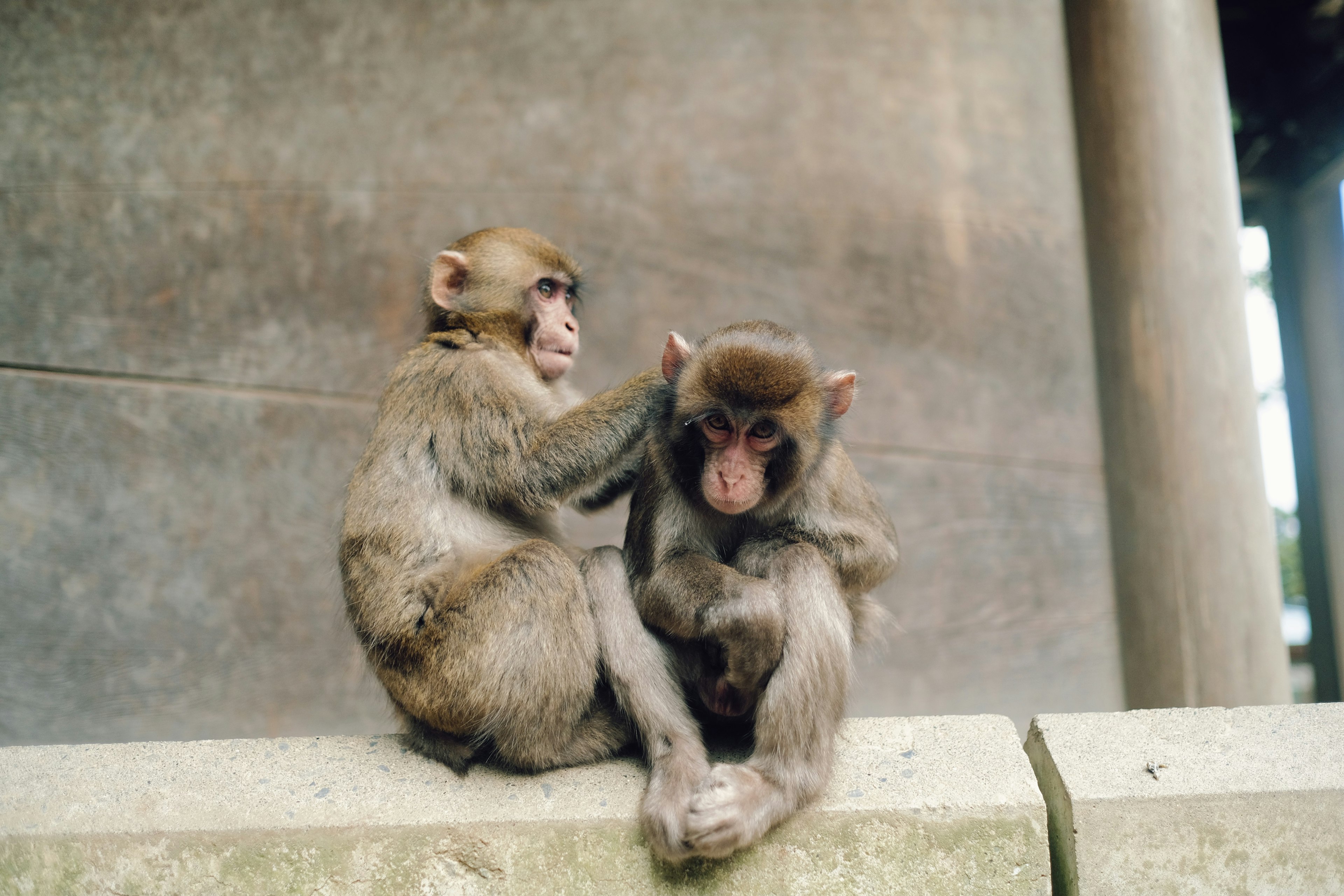 Two monkeys playing together in a cute scene