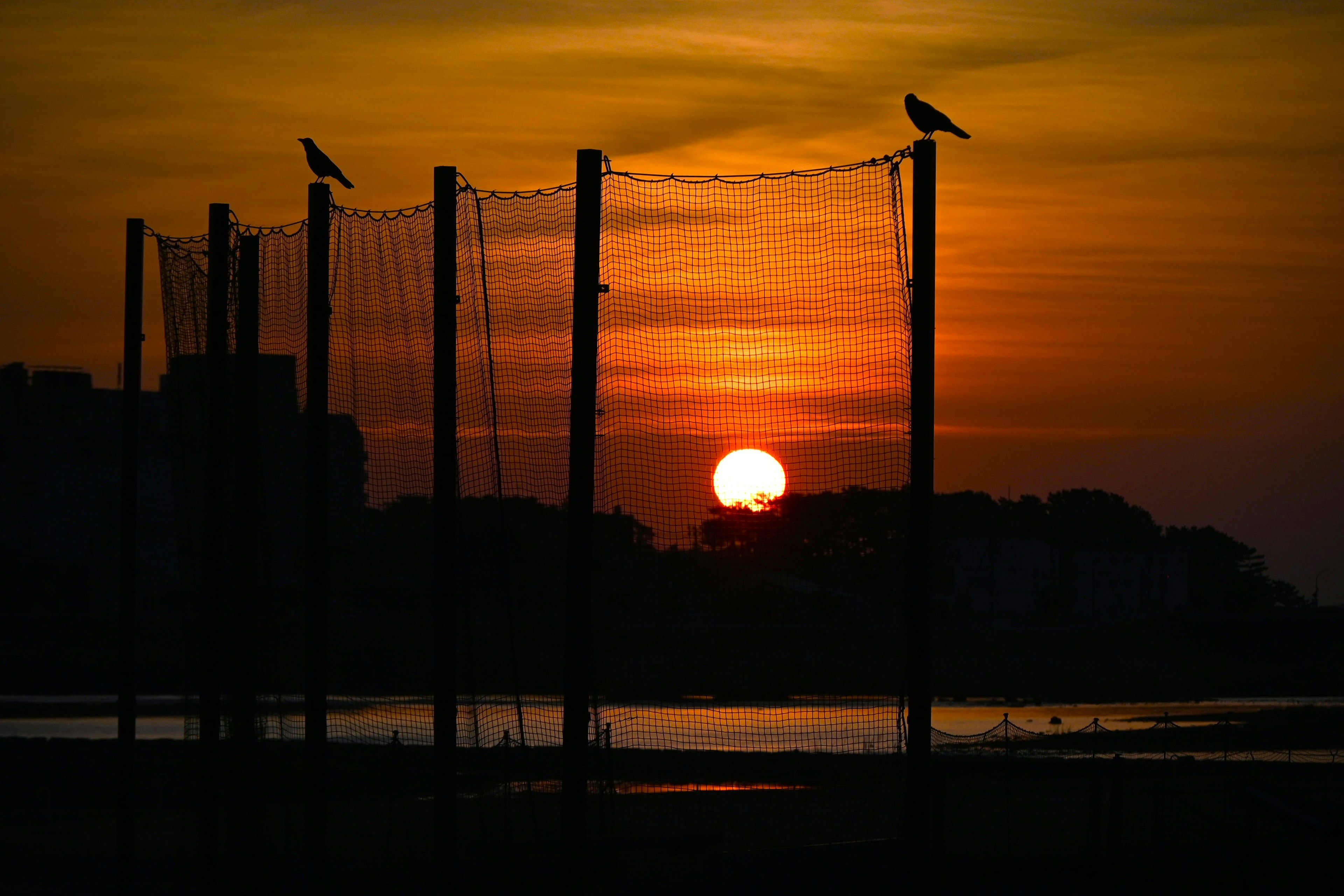 Silhouette d'oiseaux perchés sur des poteaux au coucher du soleil