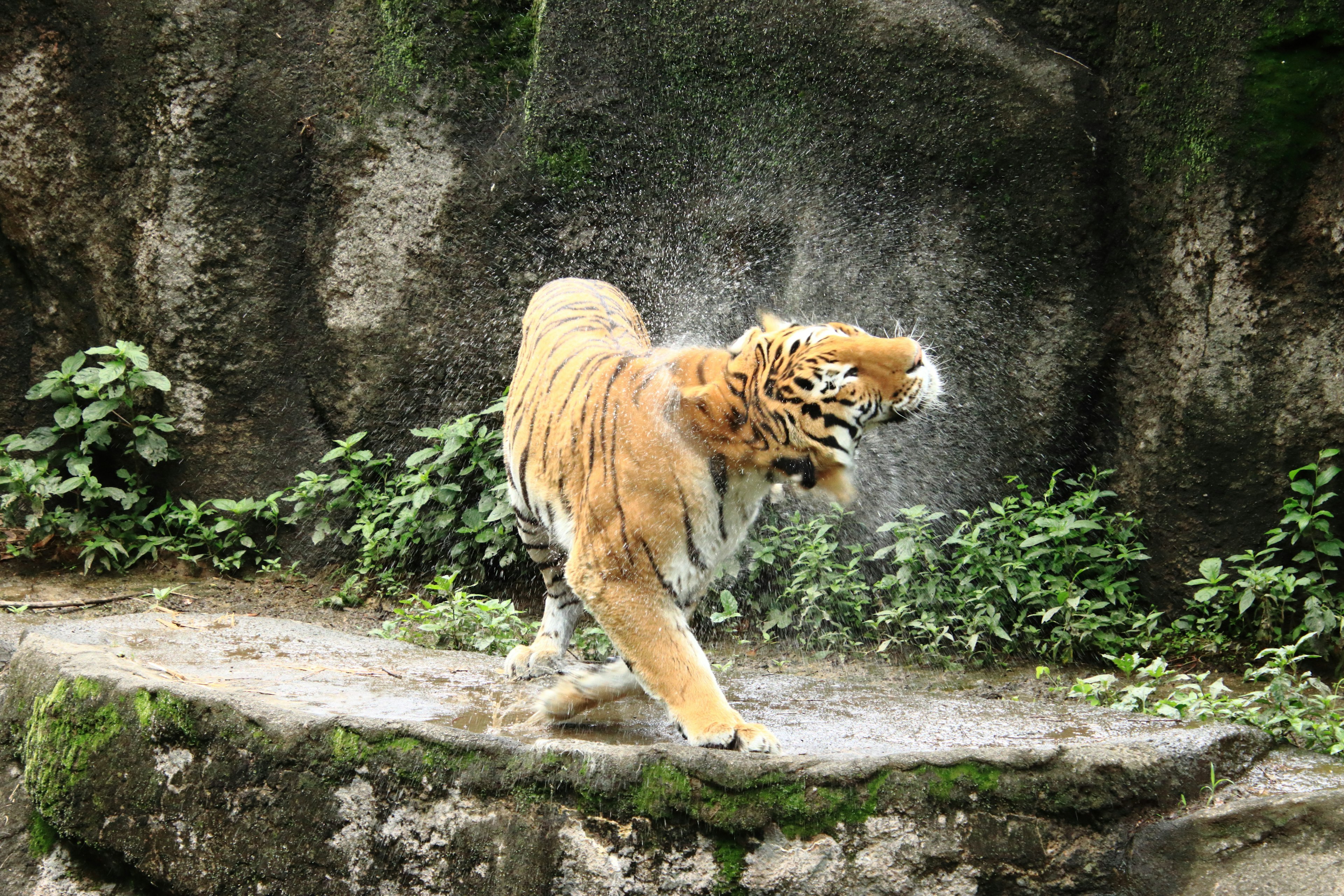 Tigre che scuote l'acqua con uno sfondo naturale