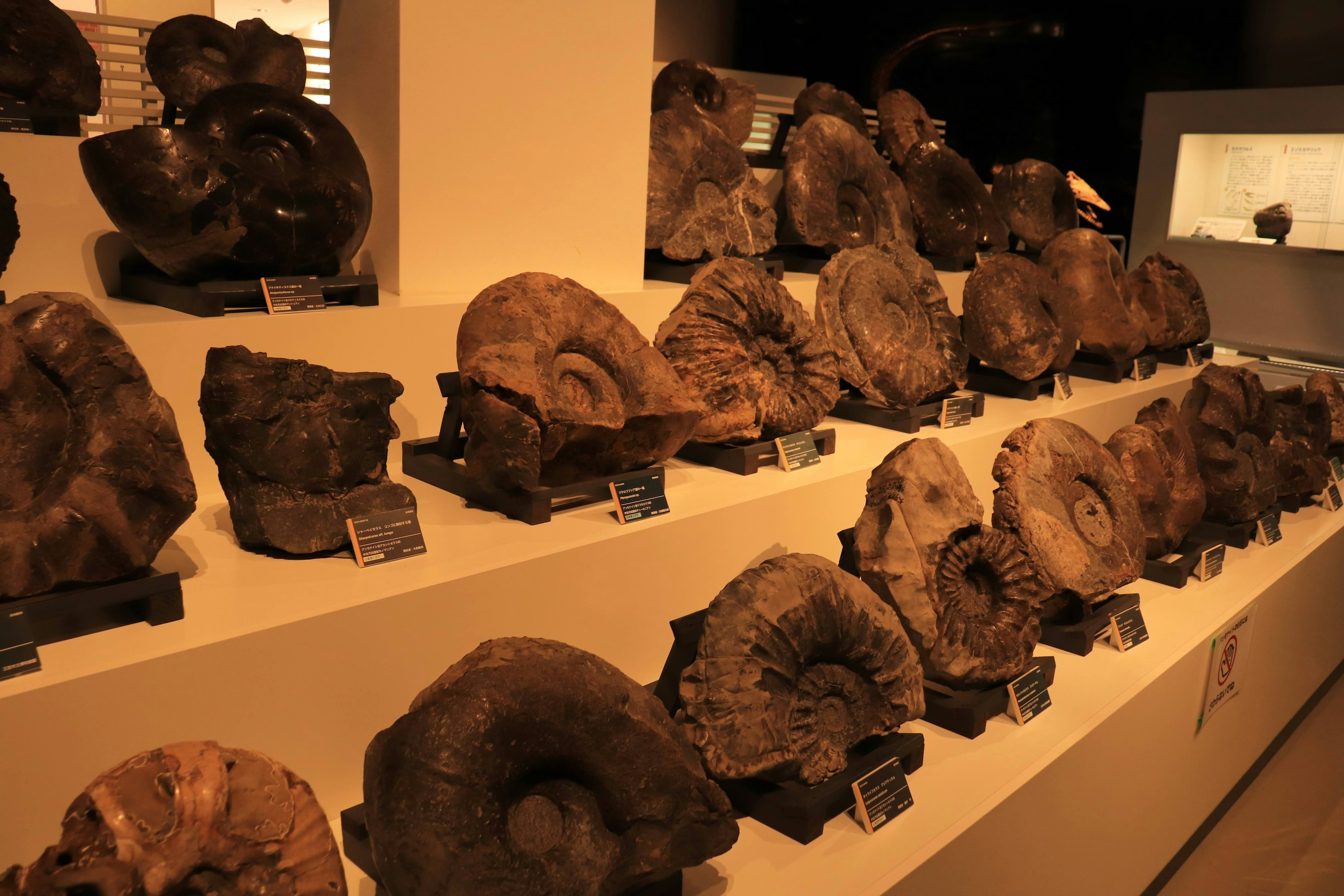 Museum display featuring various dinosaur fossils