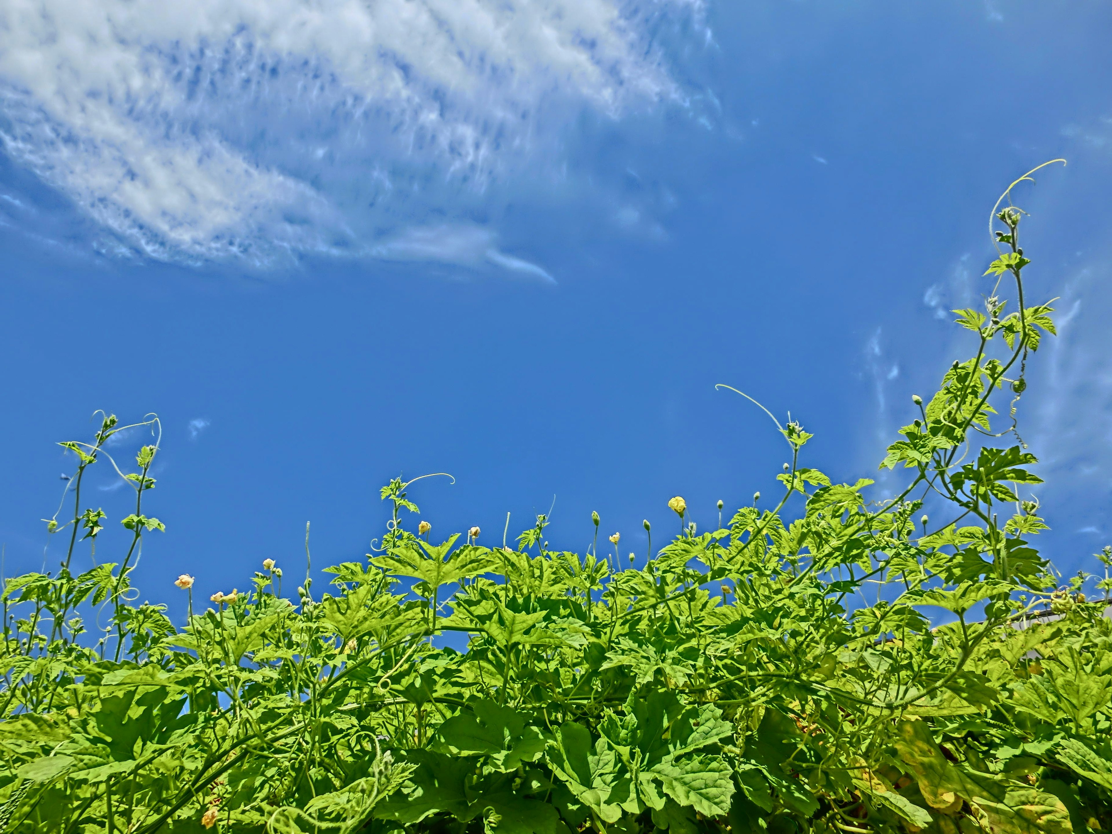 Hojas verdes exuberantes y vides contra un cielo azul brillante