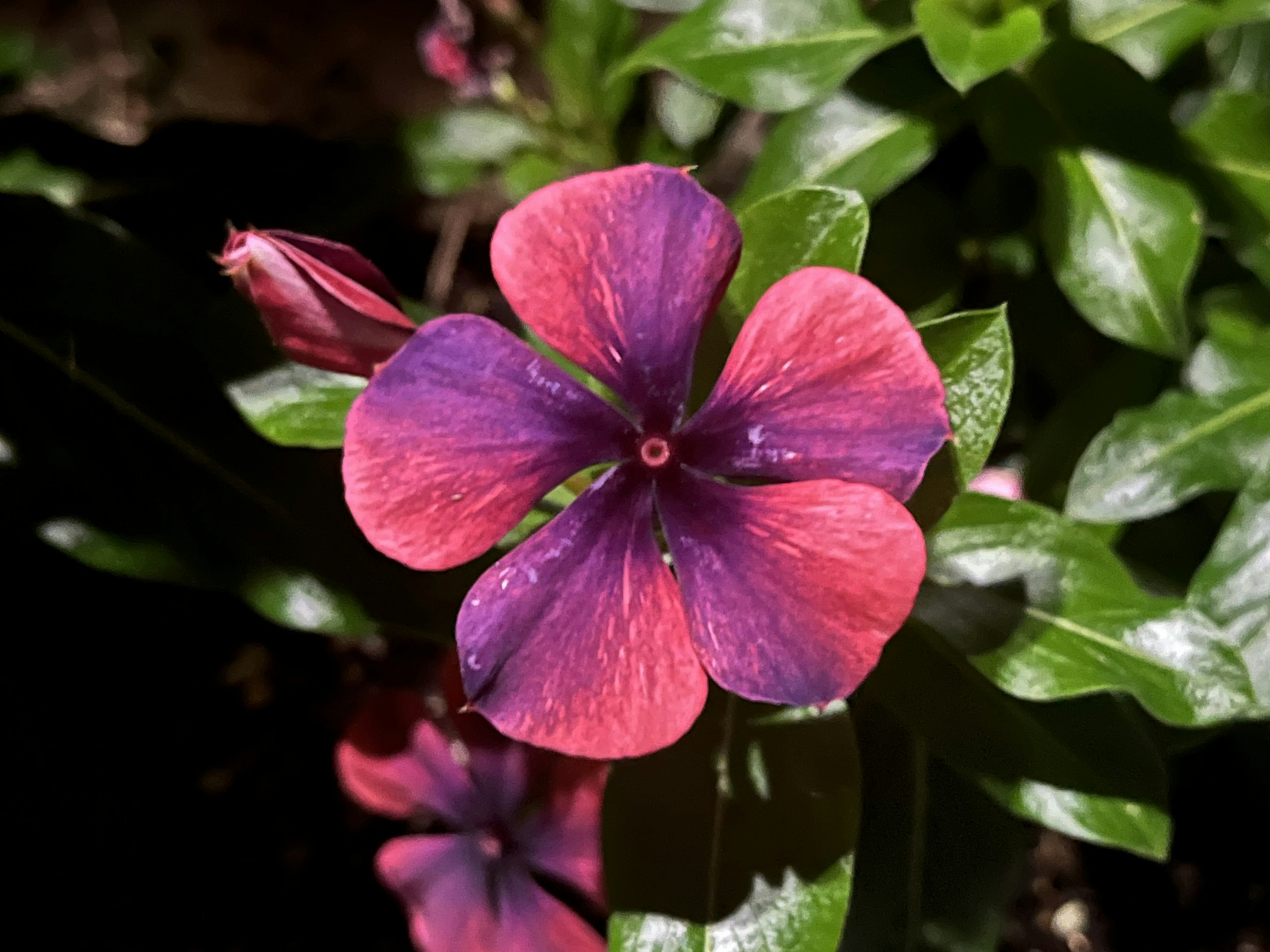 A beautiful purple and pink flower surrounded by green leaves