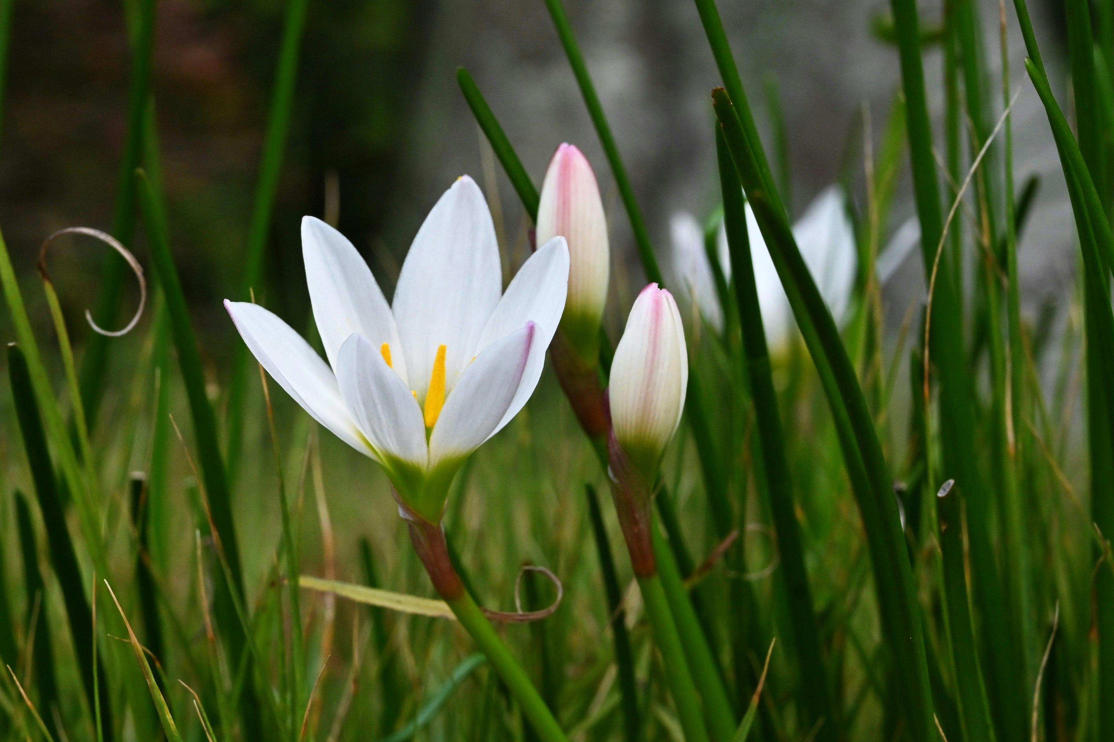 White flower with pink buds surrounded by green grass