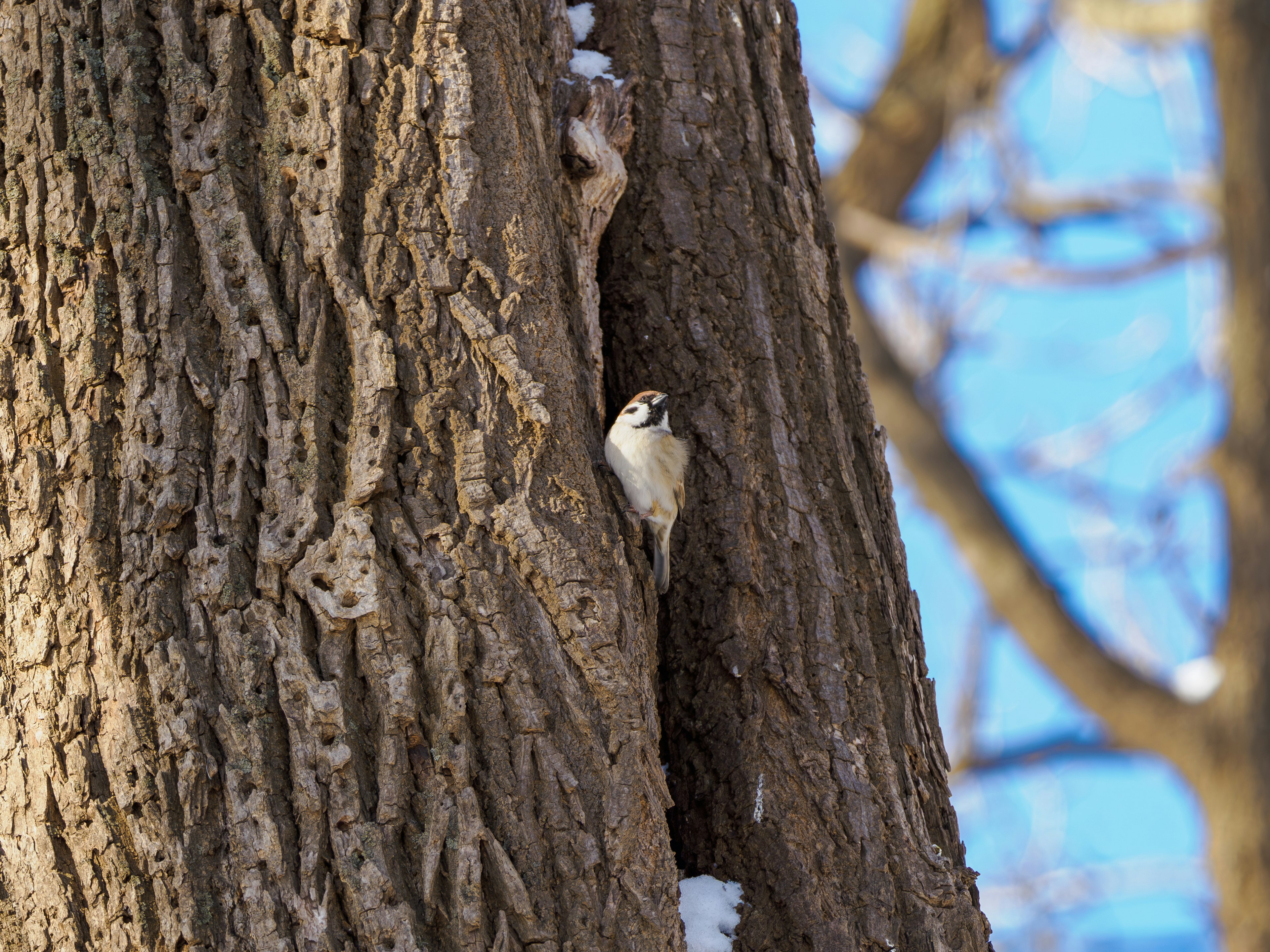 Un pequeño pájaro posado en un tronco de árbol cubierto de nieve