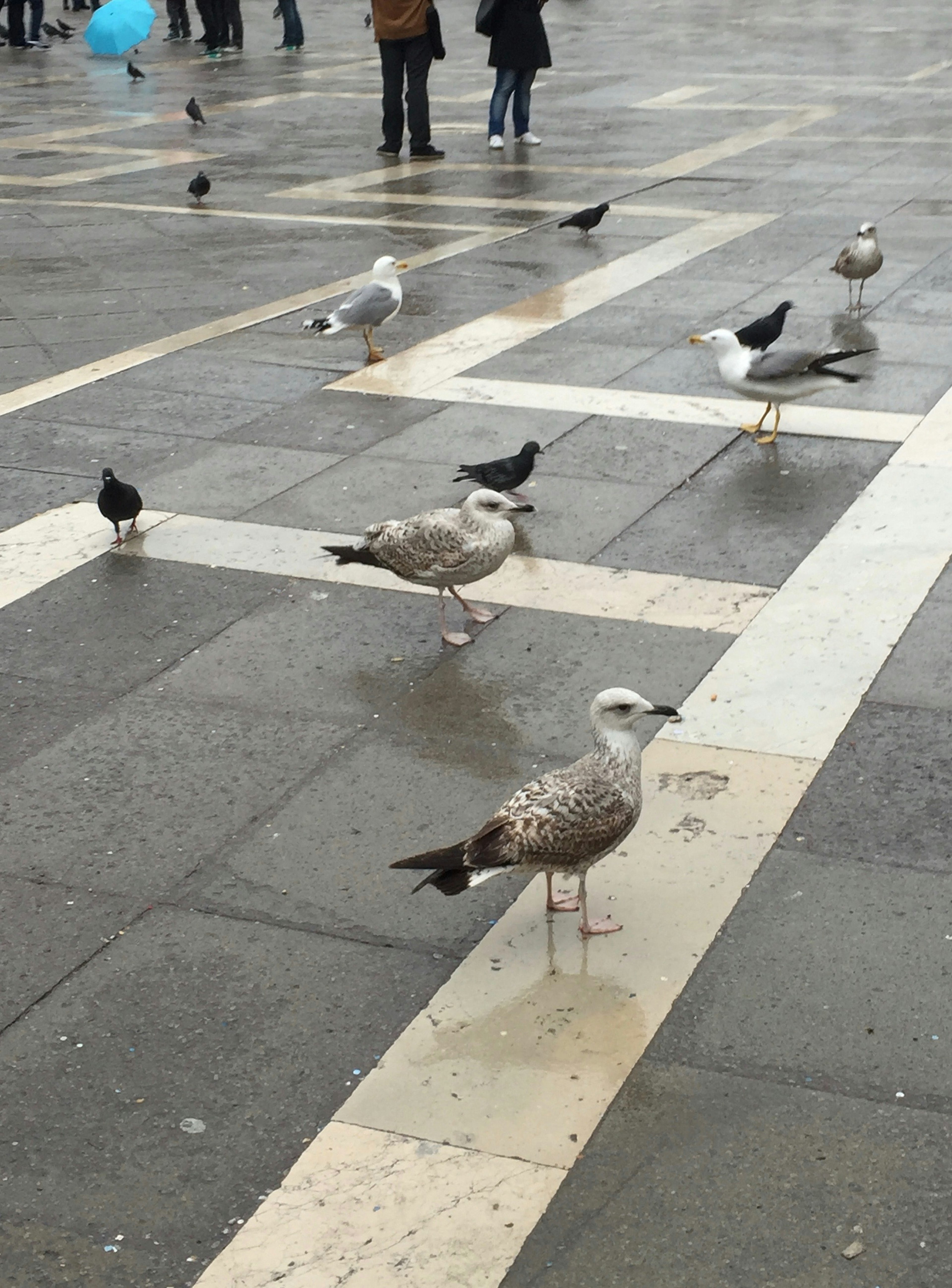 Mouettes et pigeons marchant sur une place sous la pluie