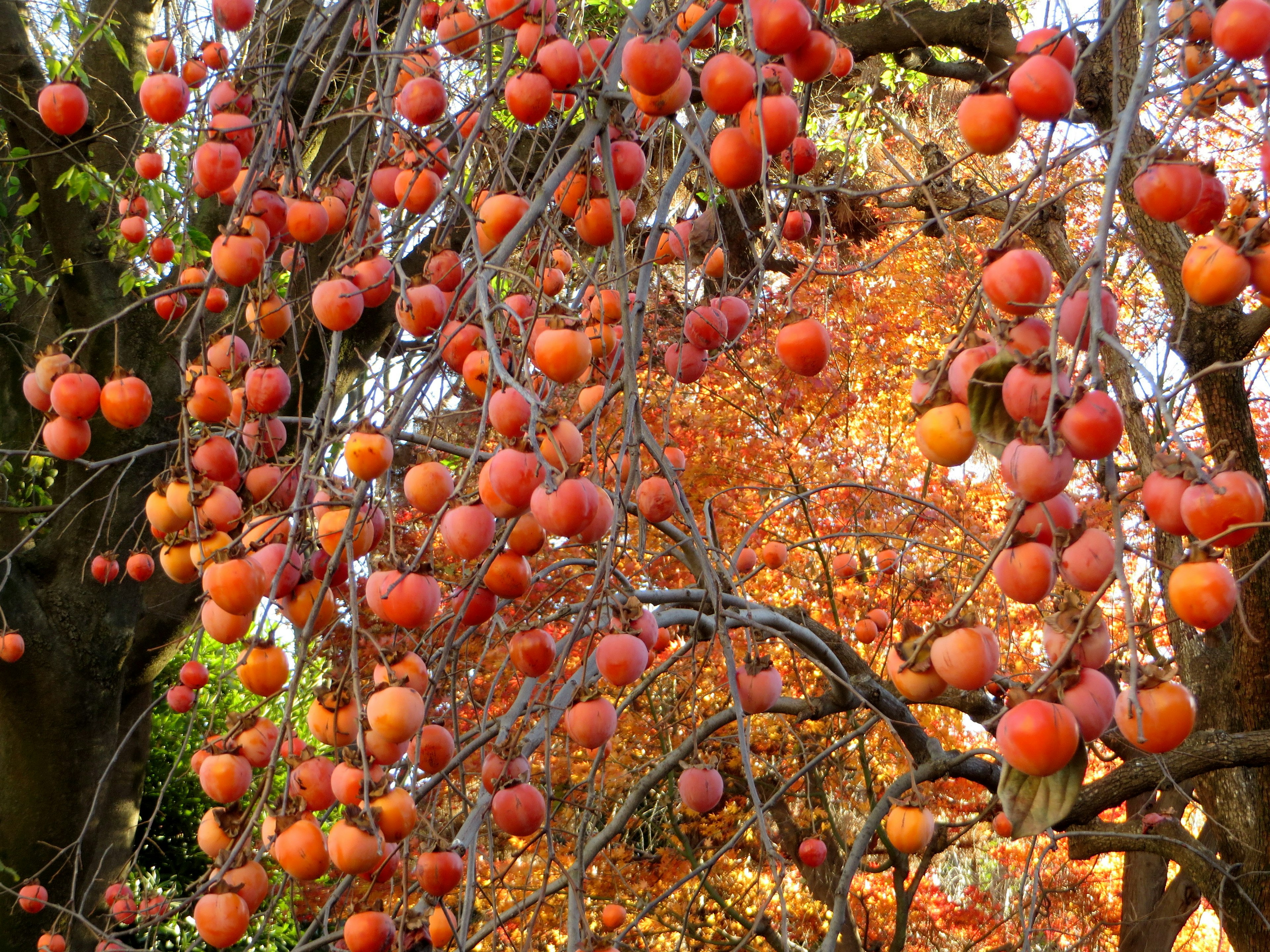 Äste eines Kaki-Baums mit orangefarbenen Früchten und herbstlichem Laub im Hintergrund