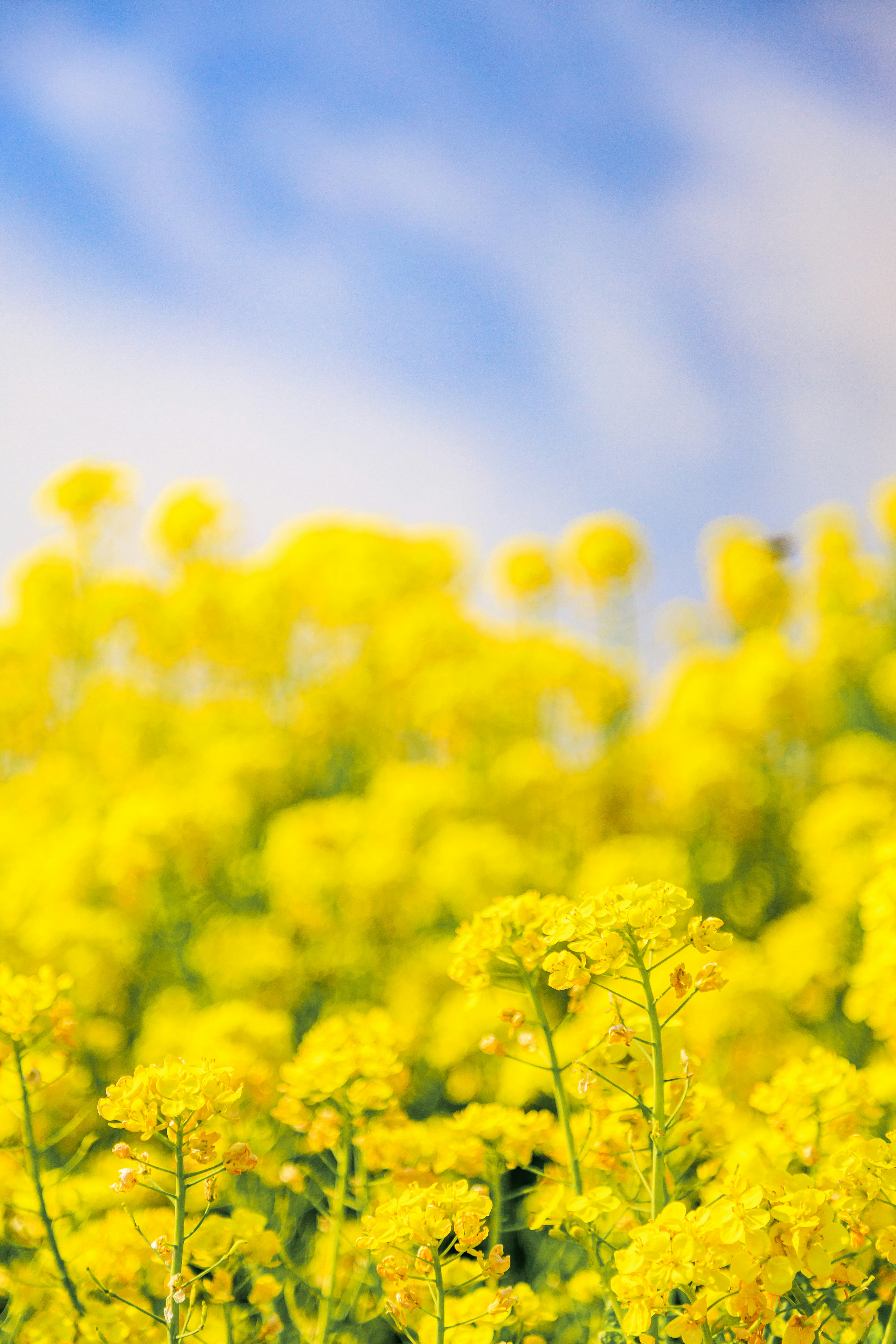 Un champ de fleurs jaunes vives sous un ciel bleu