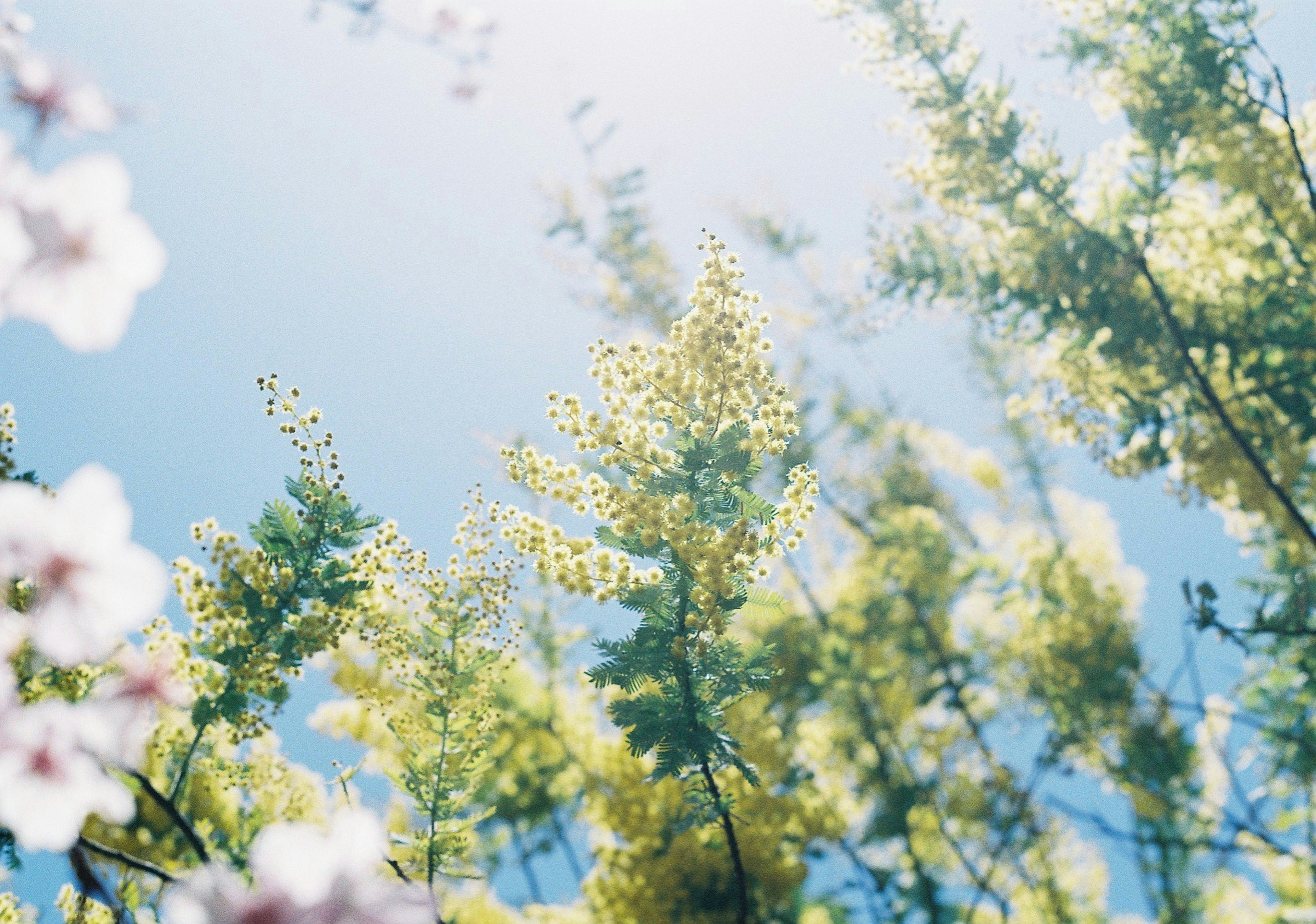 明るい空の下で咲く花と緑の葉が特徴の美しい風景