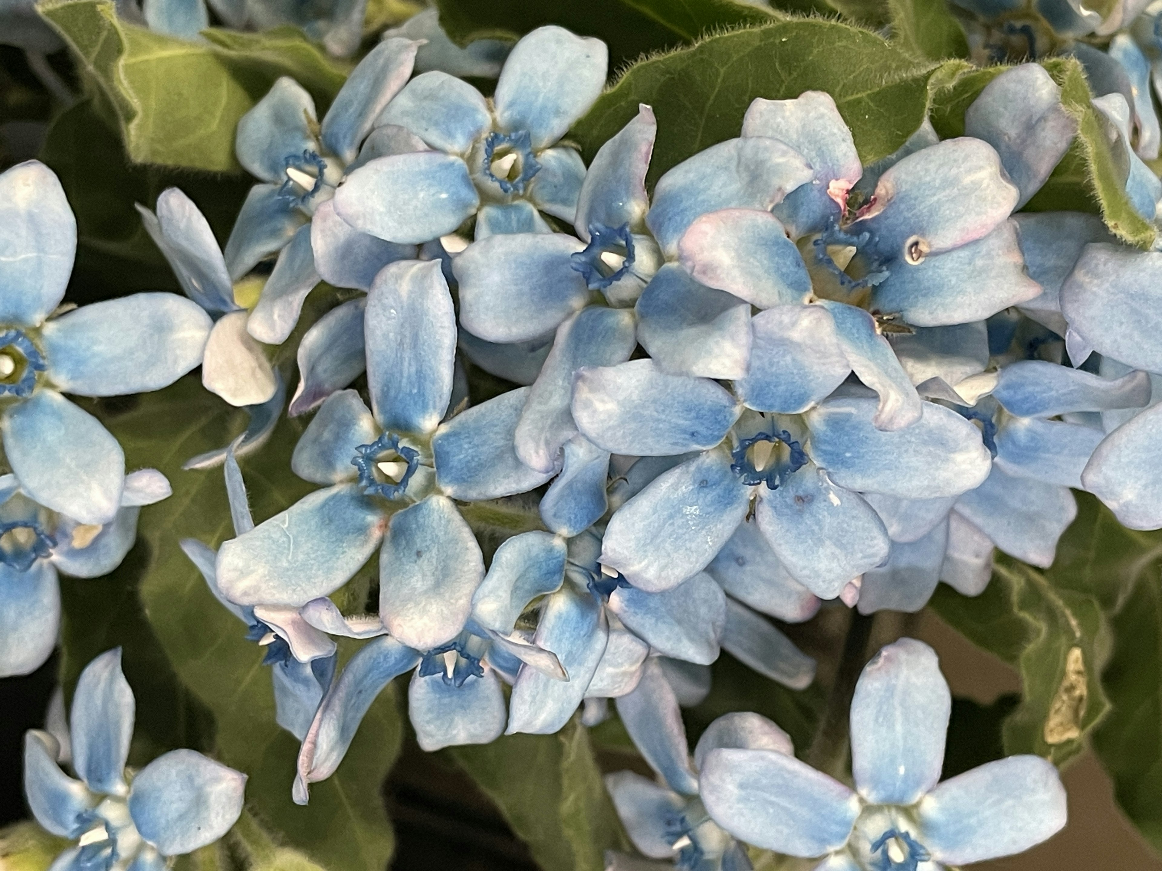 Un gruppo di piccoli fiori blu con foglie verdi