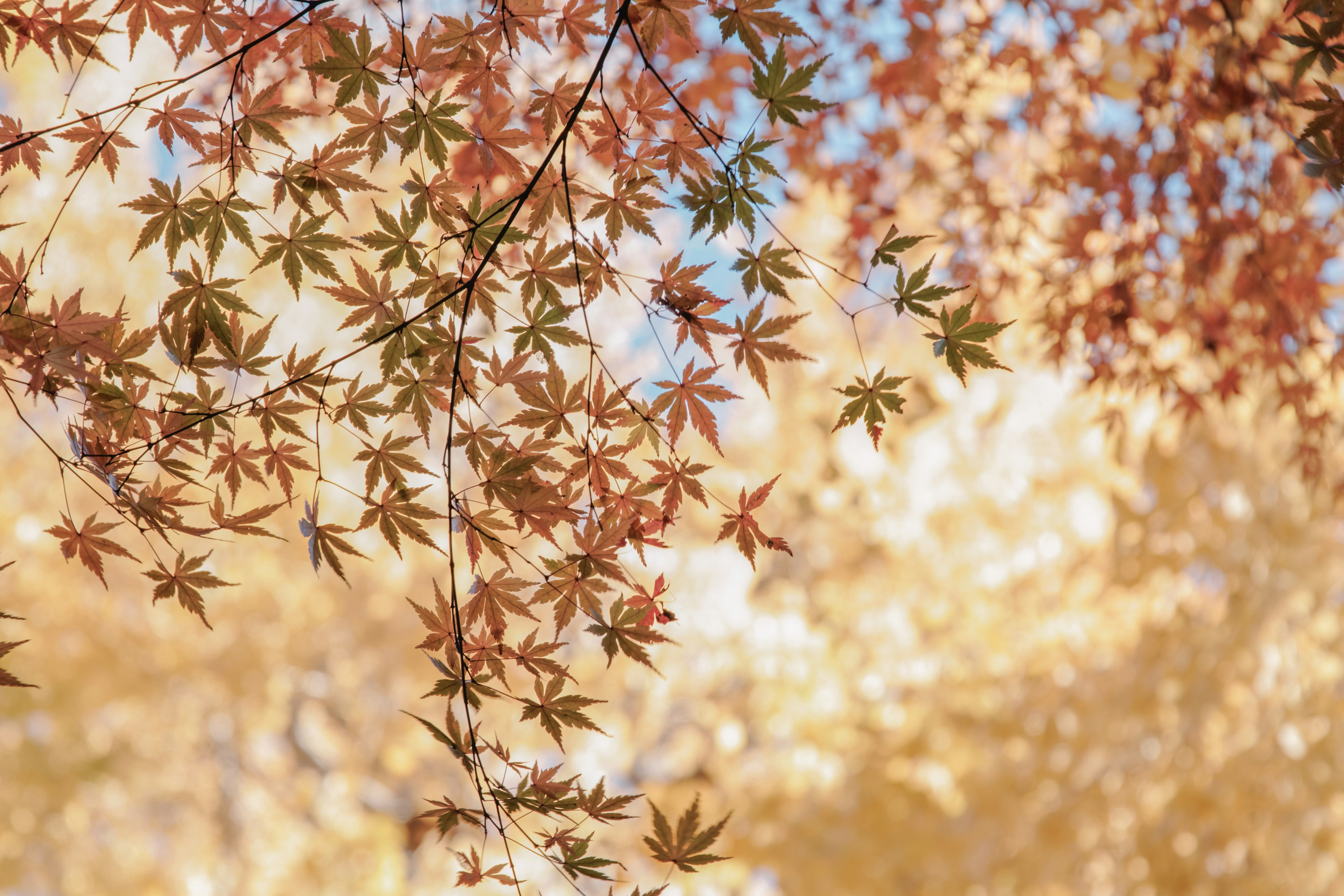 Ahornblätter in herbstlichen Farben vor einem blauen Himmel