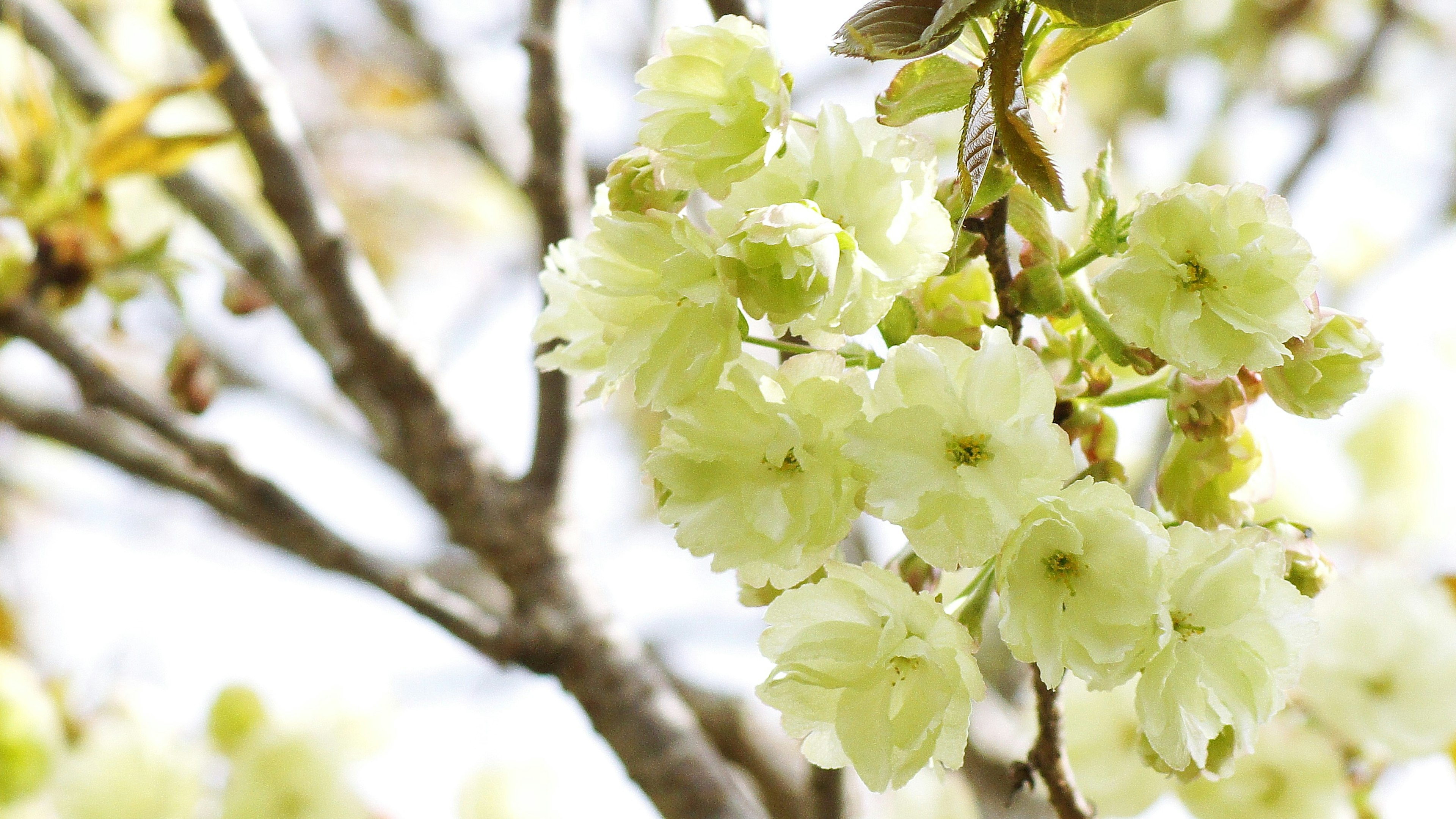 Close-up of tree branches with pale green flowers