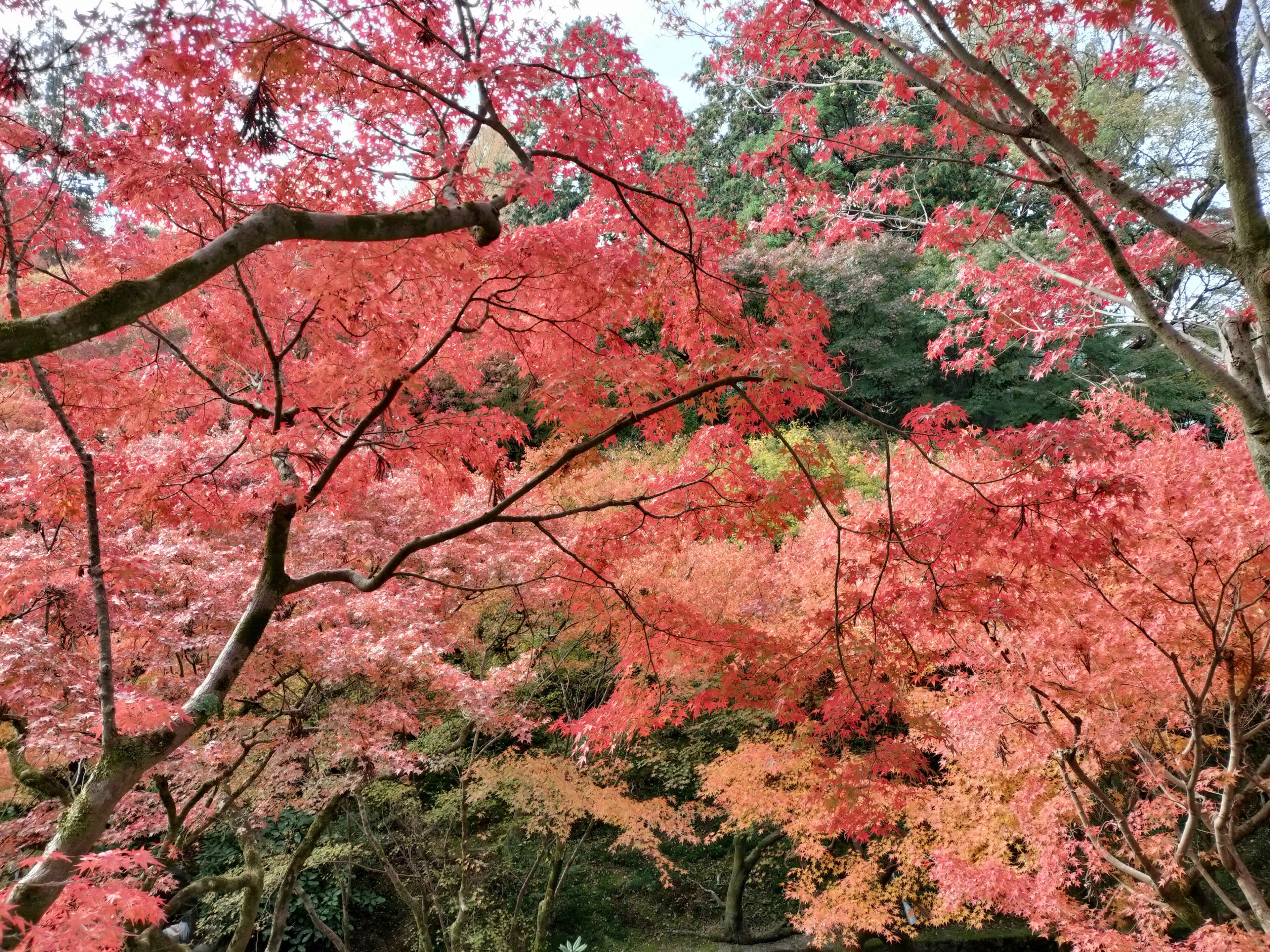 Malersicher Blick auf den Herbstlaub in einem Park