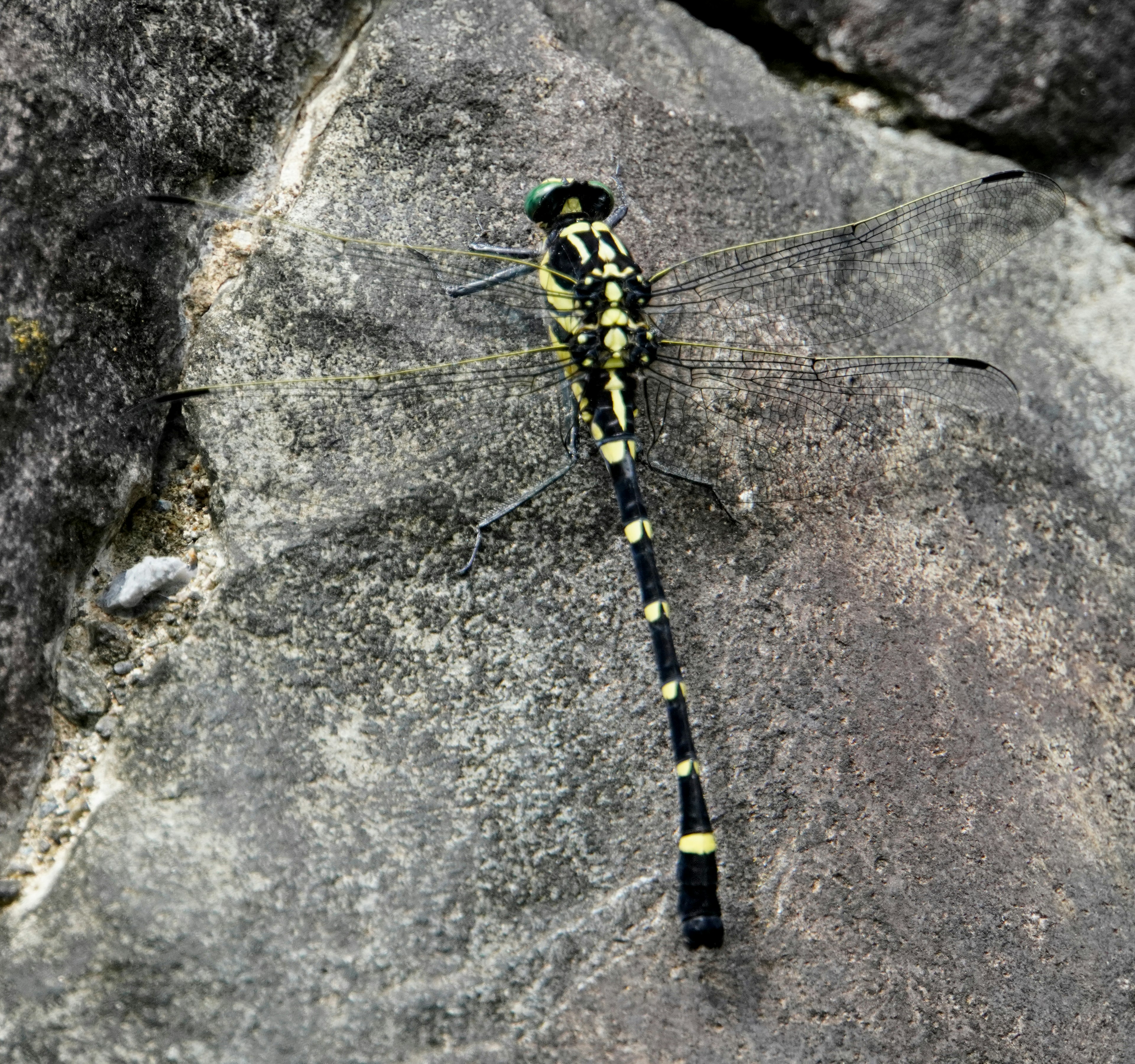 Gelbe und schwarze Libelle auf einem Stein ruhend