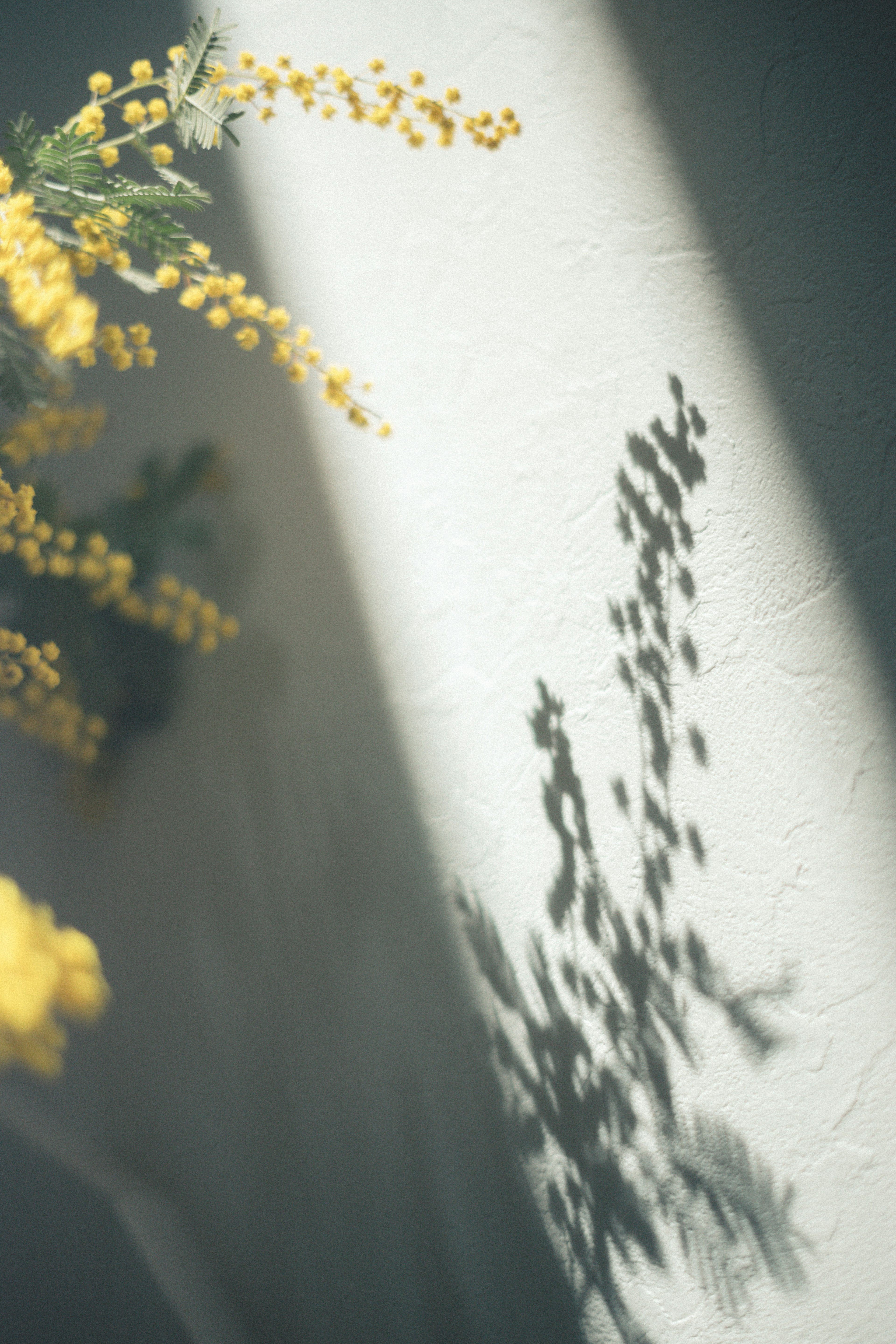 Fiori di mimosa gialli che proiettano ombre su un muro