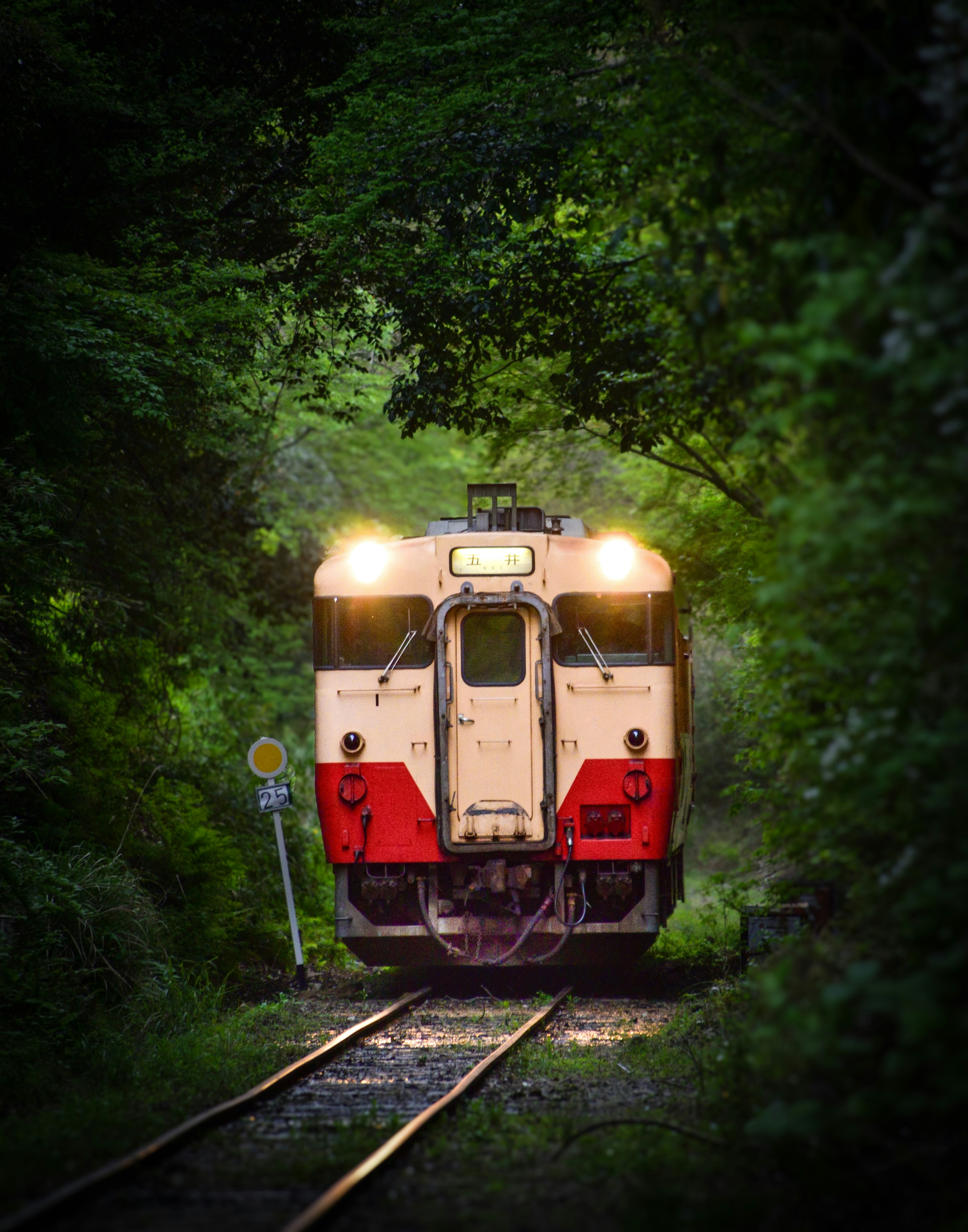 Train approaching on a track surrounded by lush greenery