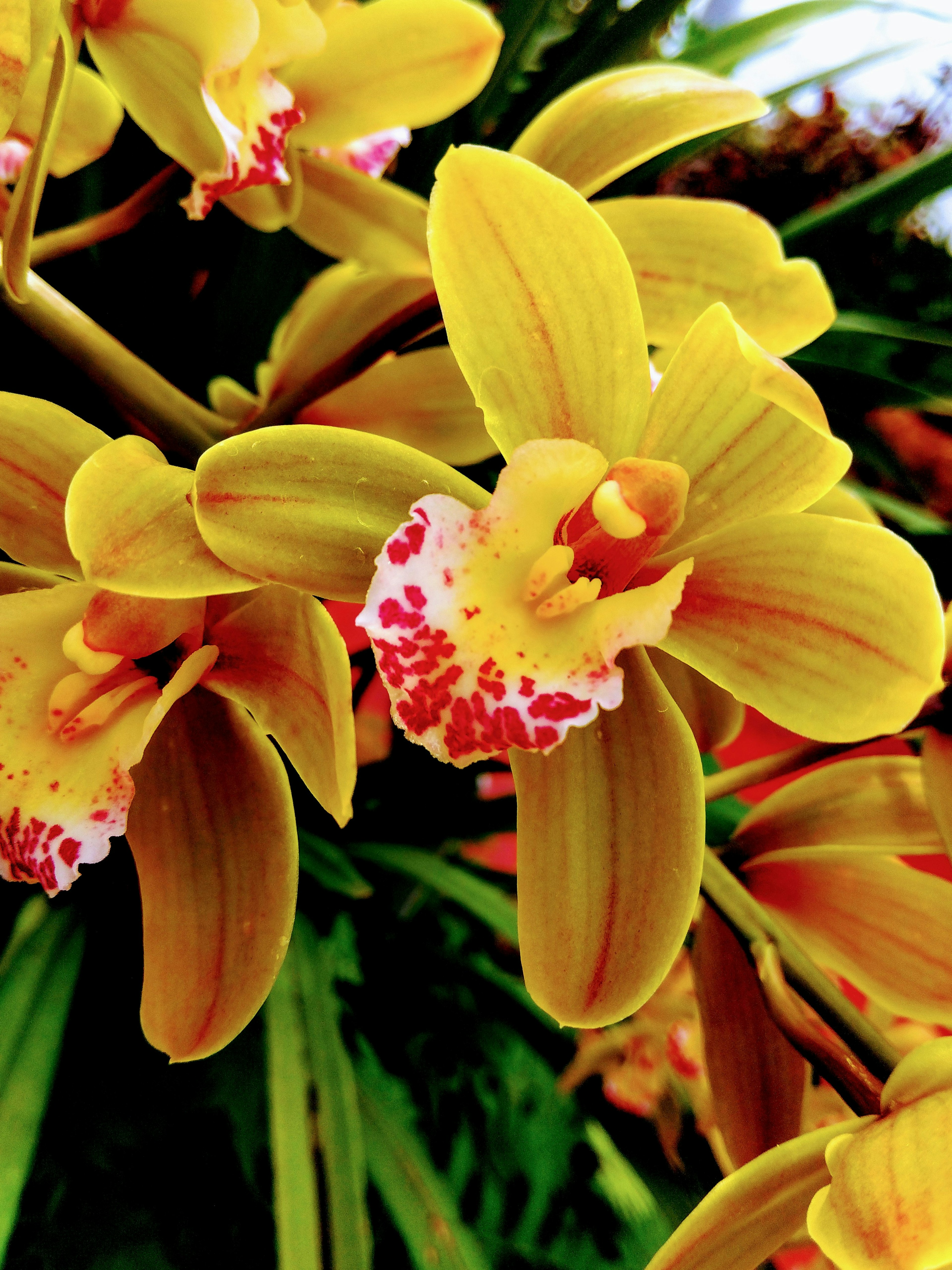 Close-up of vibrant yellow orchid flowers with red speckles