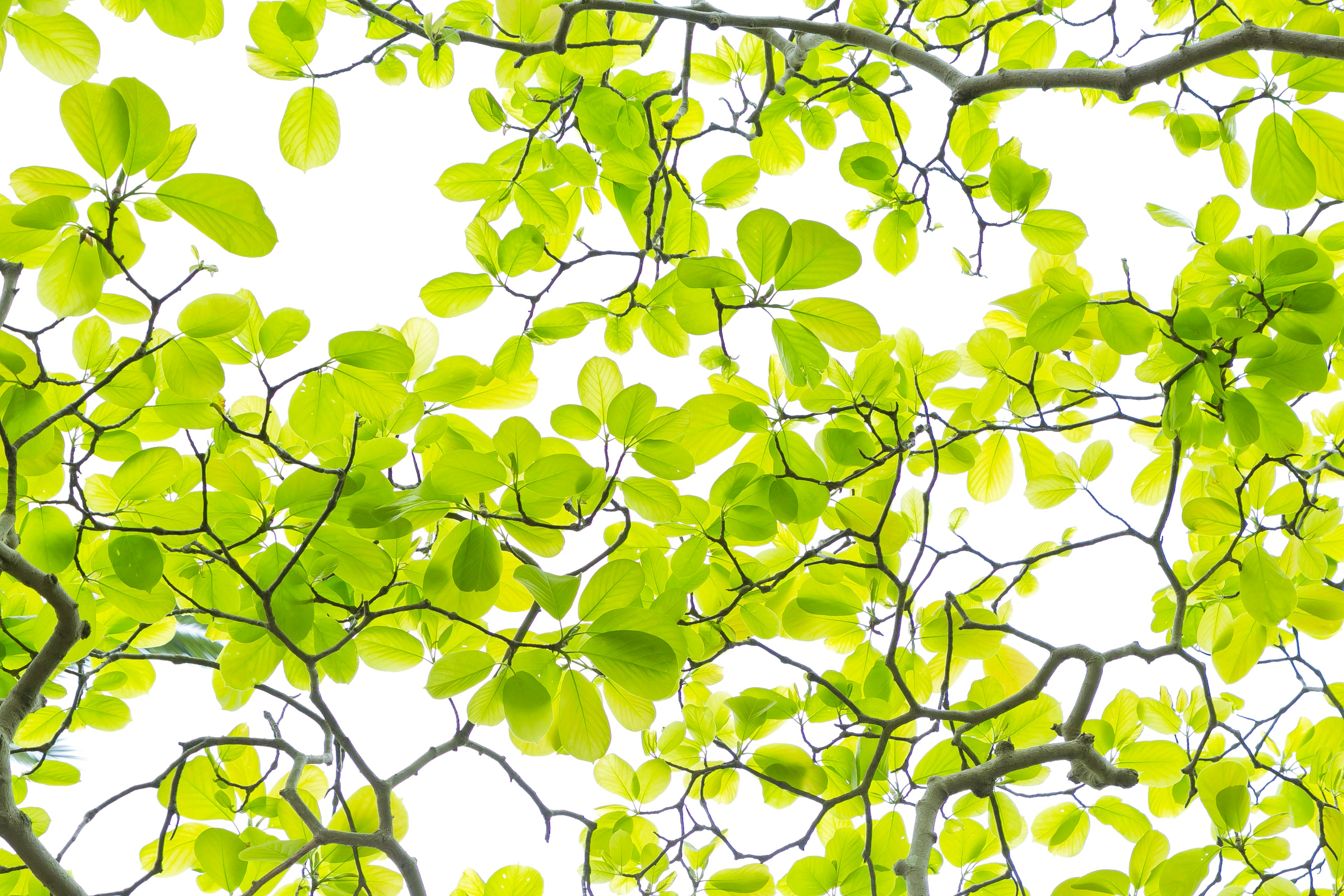 Immagine di foglie verdi brillanti su rami di albero viste dal basso