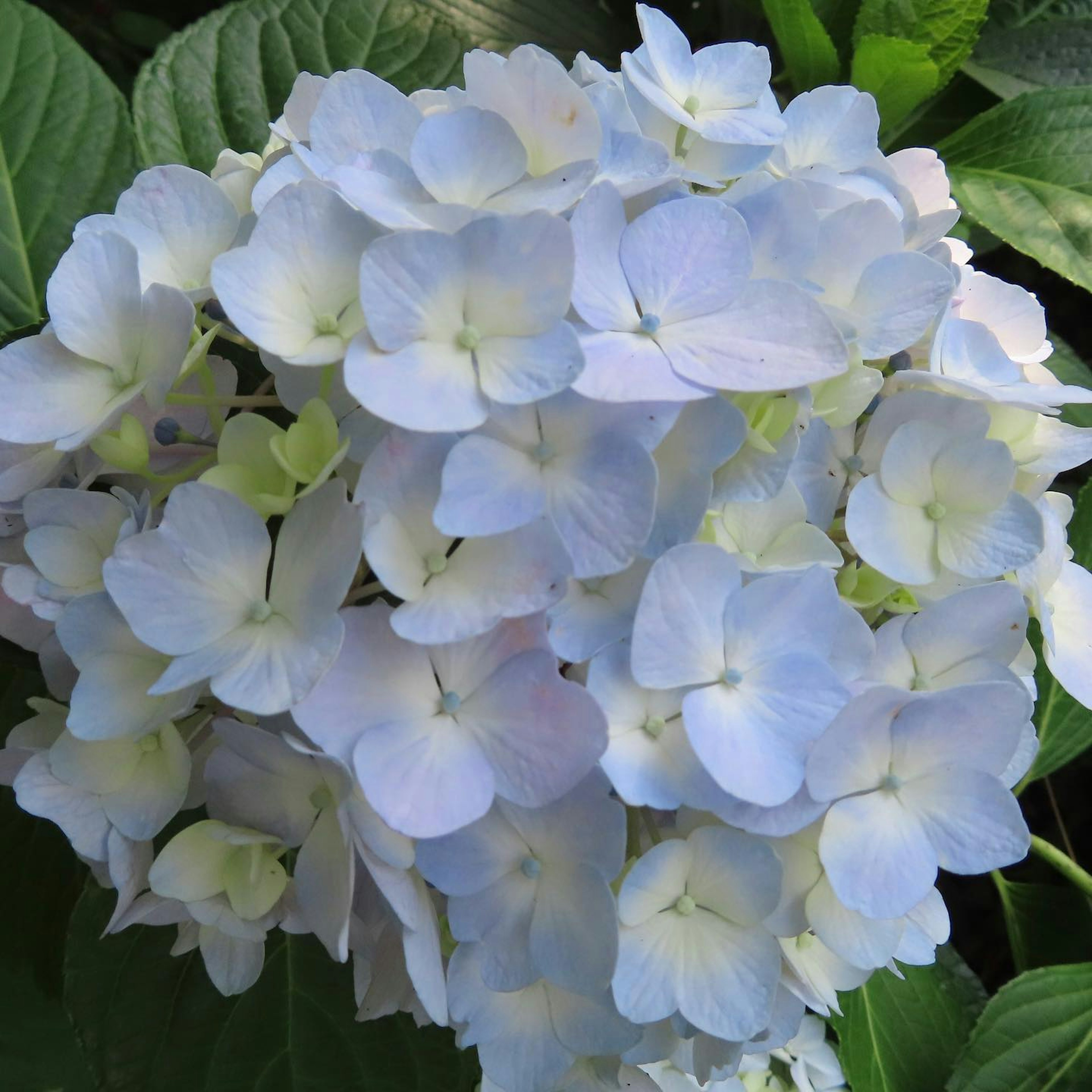 Cluster of pale blue hydrangea flowers