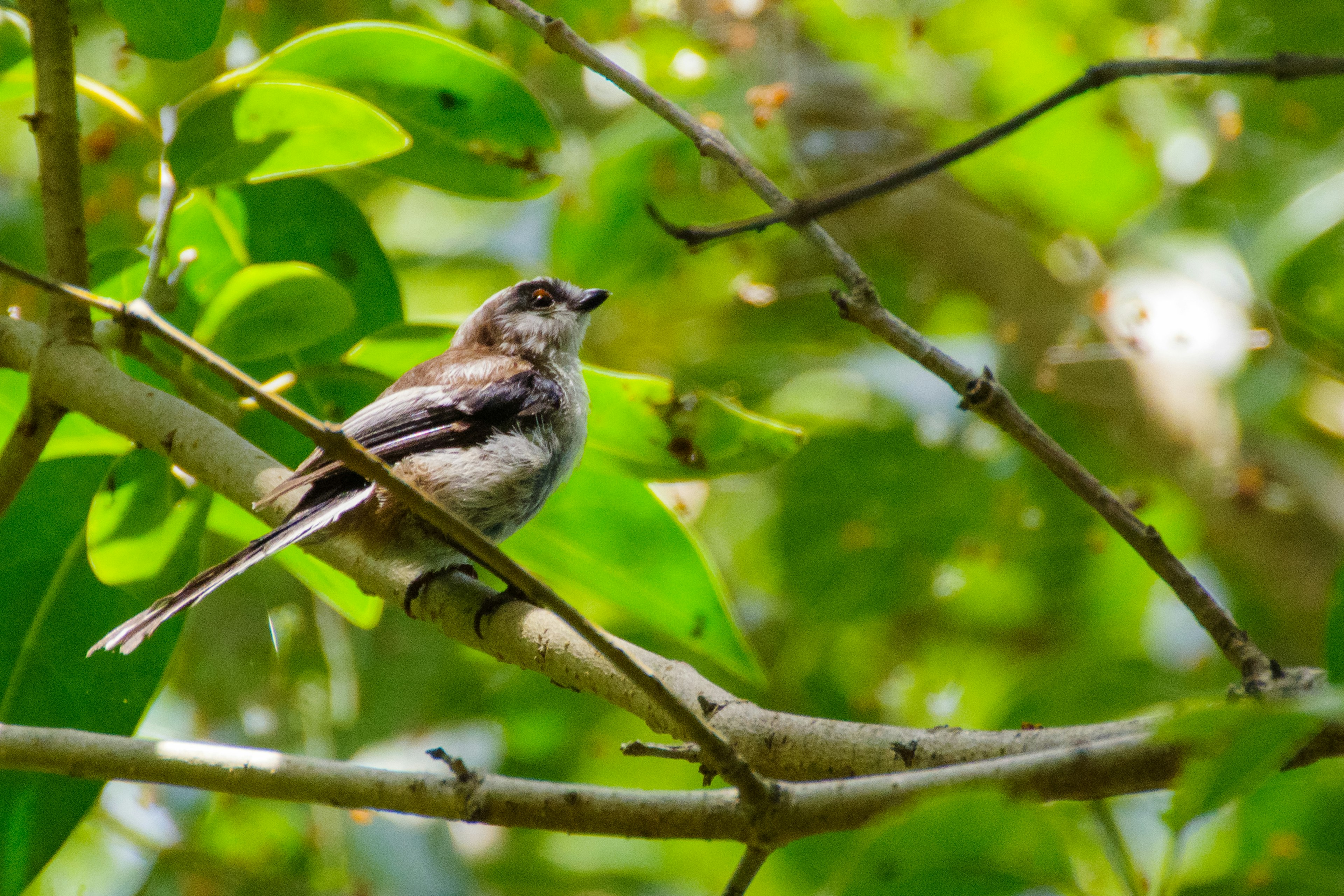 A small bird perched on a branch surrounded by green leaves