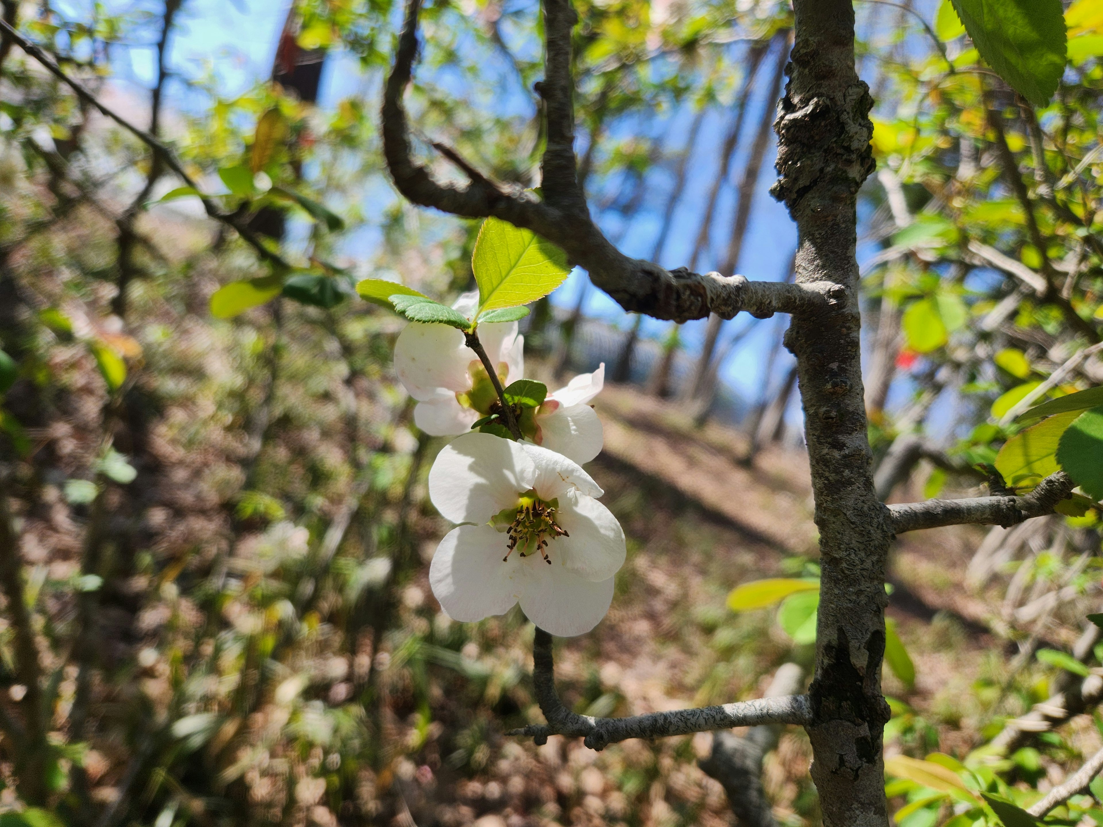 Close-up of a white flower blooming on a tree branch